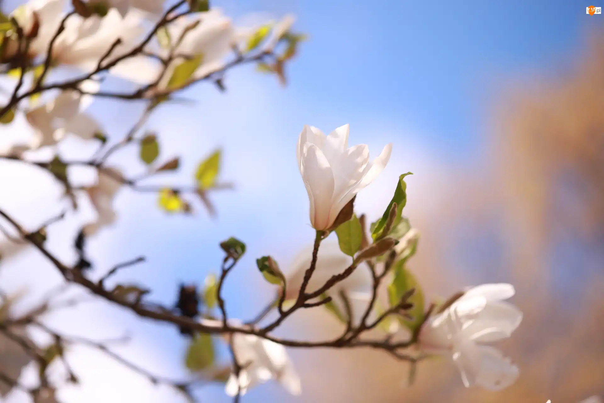 Krzew, Biała, Magnolia, Kwiat