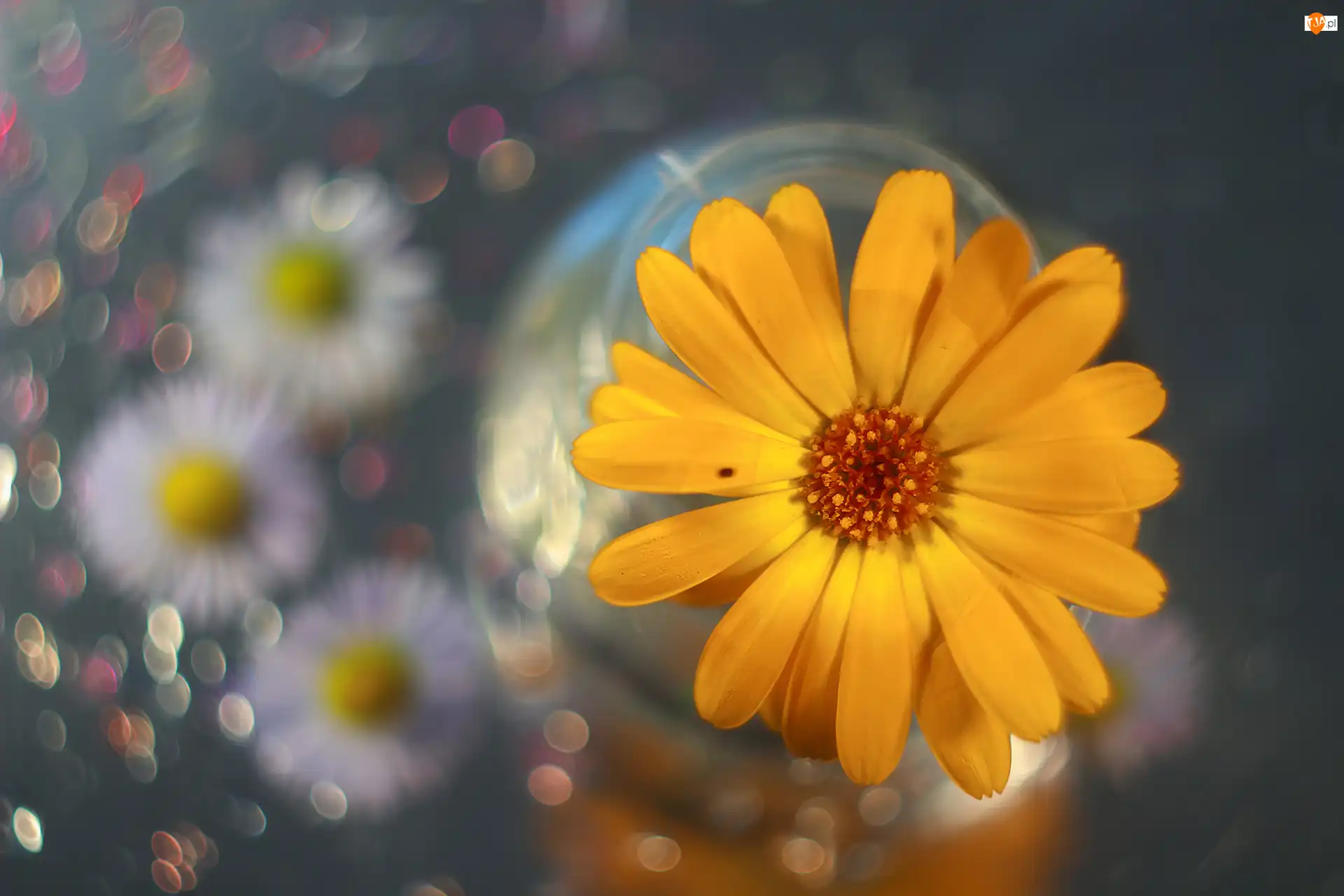 Kwiat, Bokeh, Żółty, Nagietek, Kolorowy