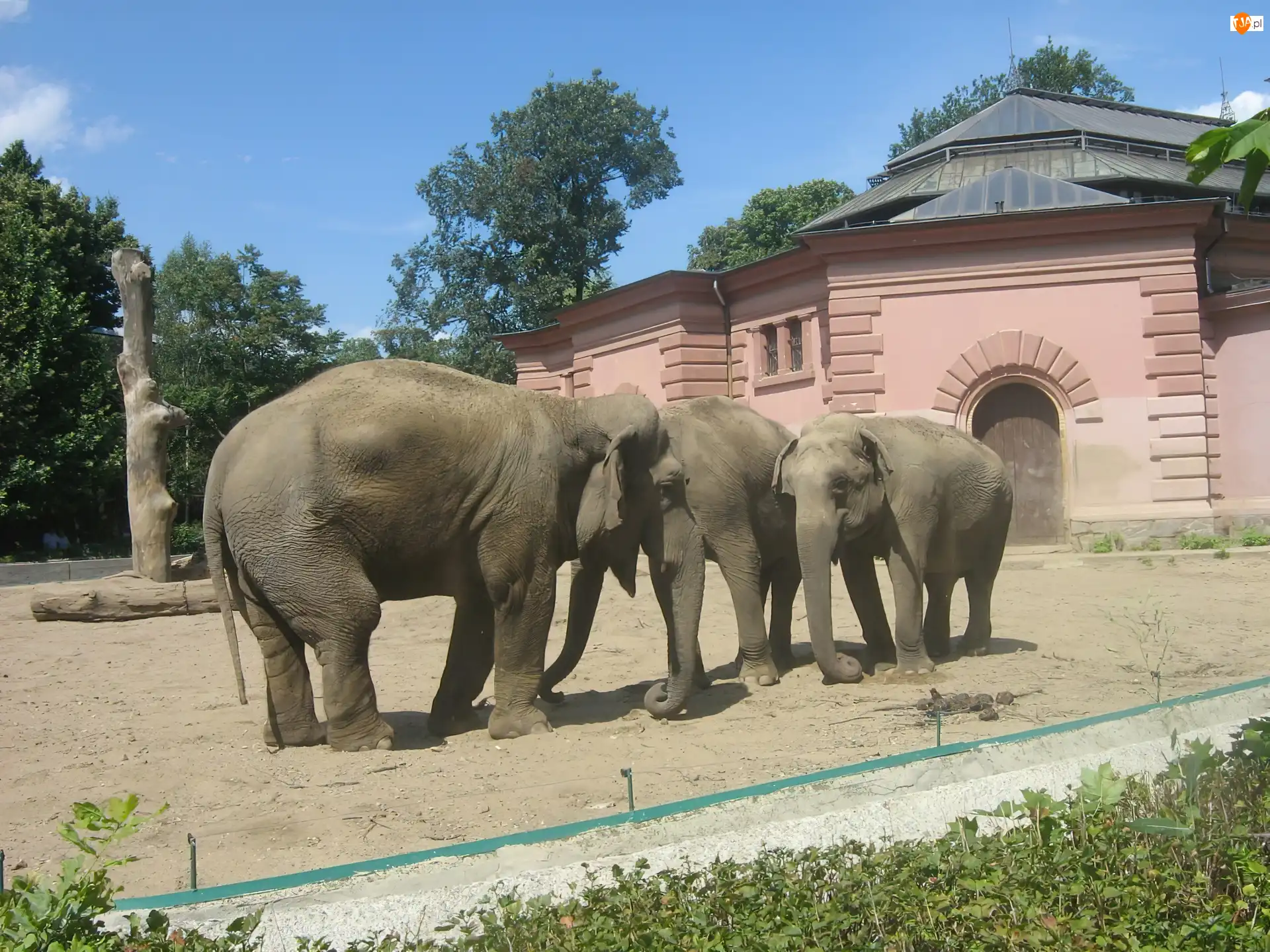 trąby, Słoń