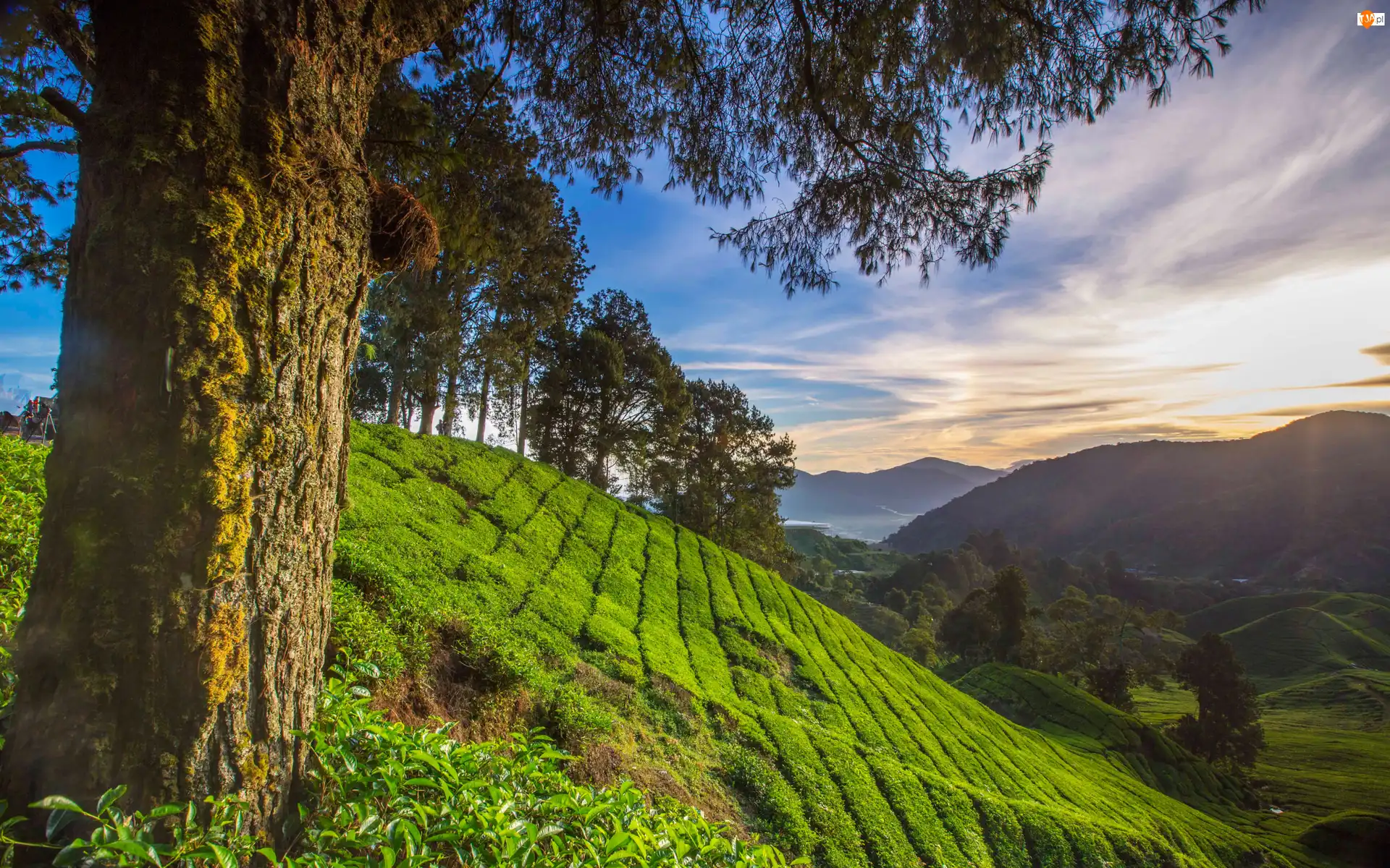 Malezja, Wzgórze, Stan Pahang, Góry, Cameron Highlands, Pole, Plantacja, Drzewa, Herbaty