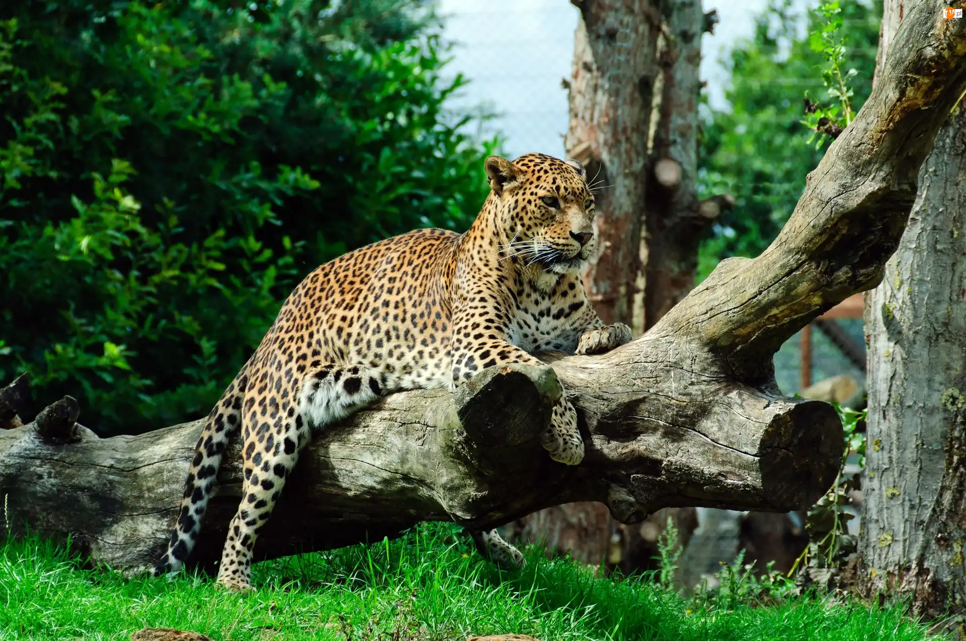 Trawa, Jaguar, Kłody