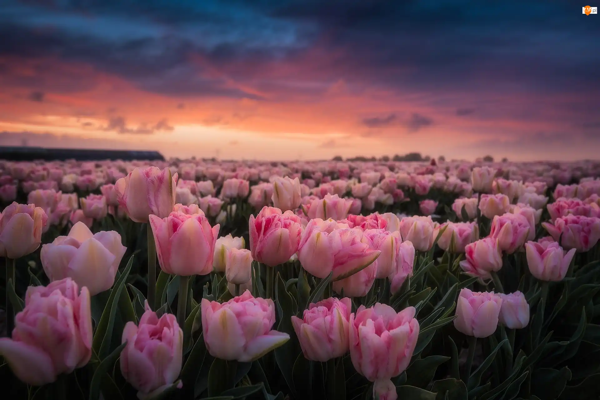 Zachód słońca, Różowe, Tulipany, Pole