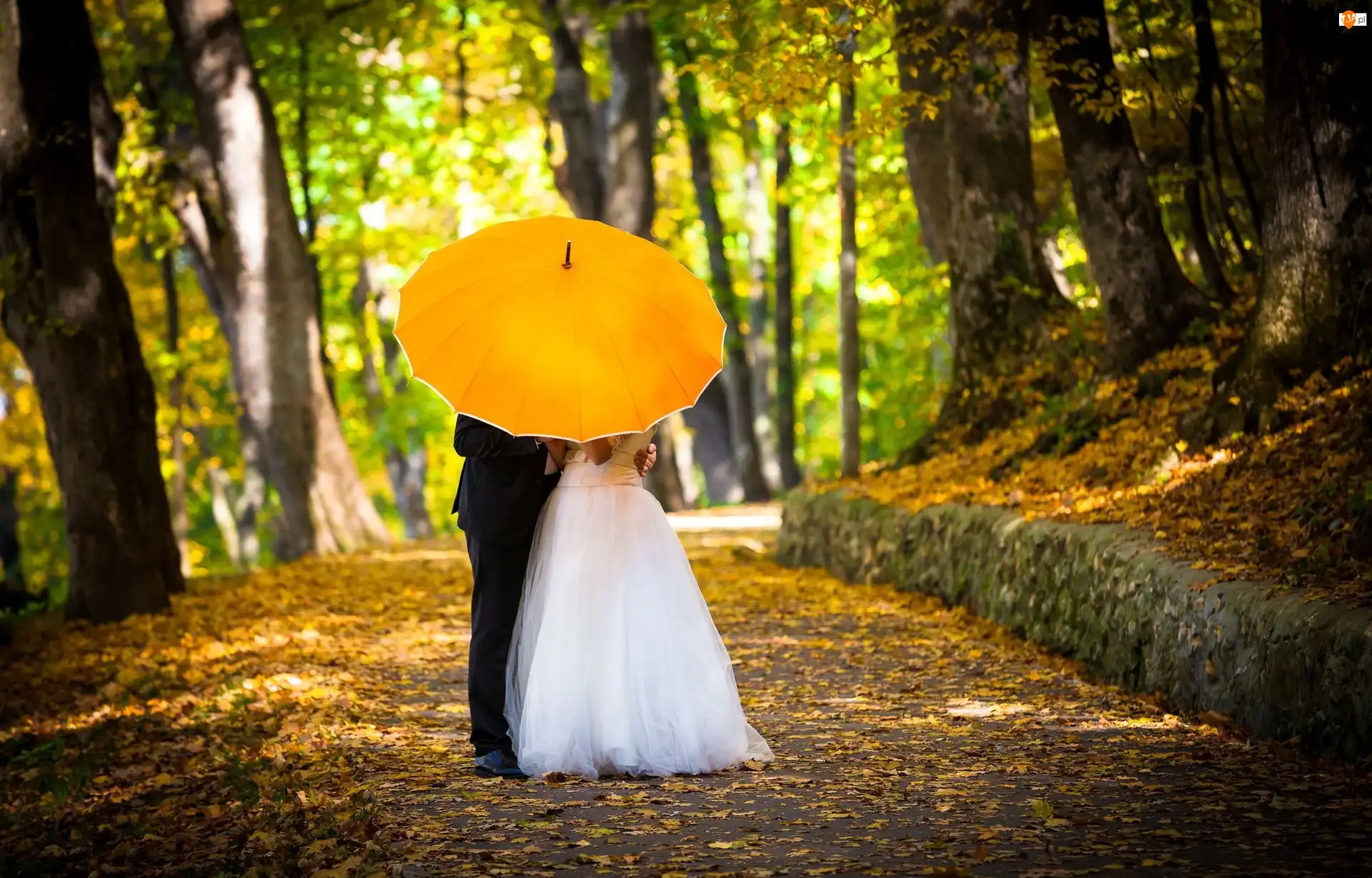 Jesień, Młoda, Para, Parasol