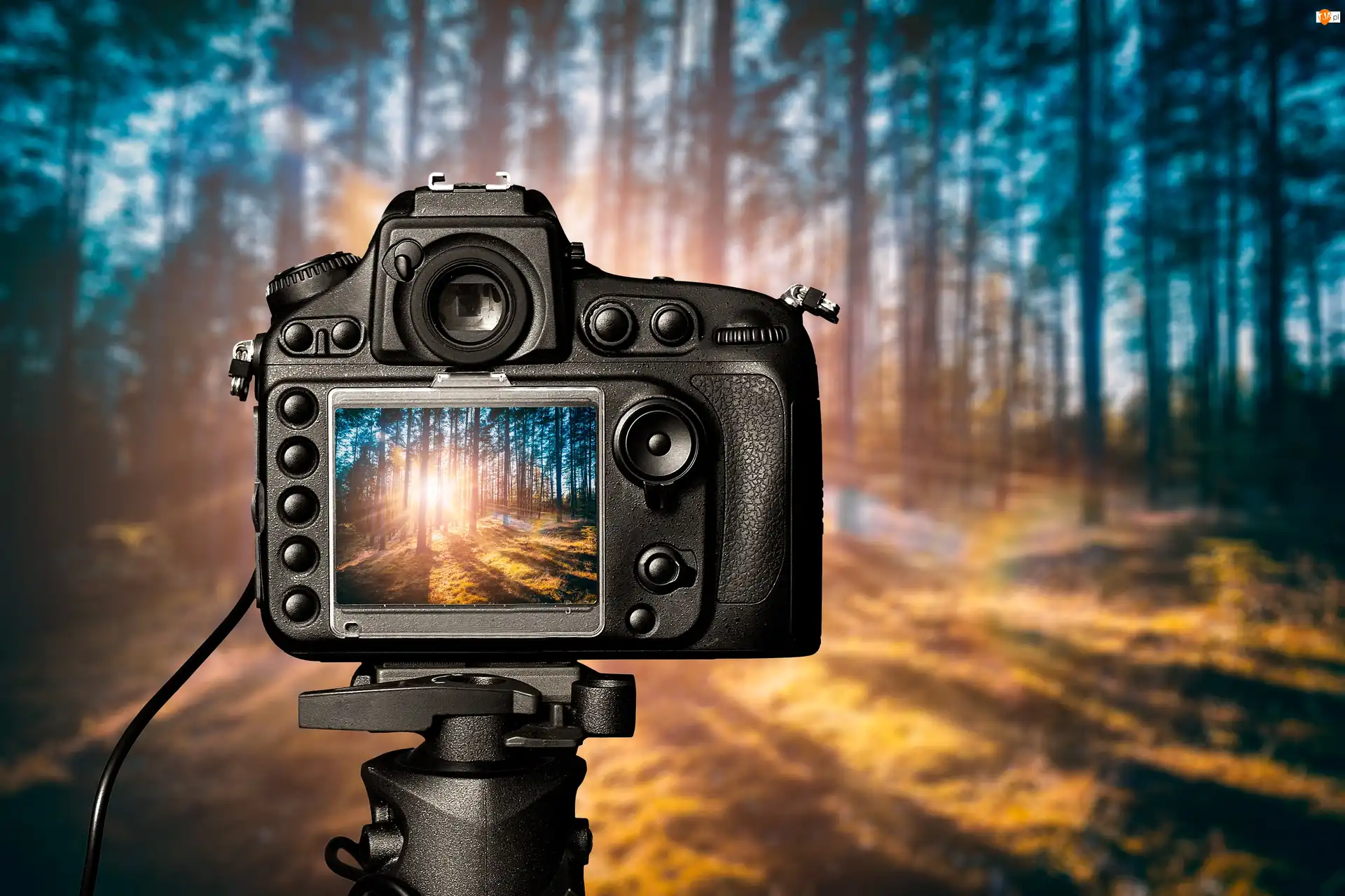 Zdjęcie, Las, Wschód słońca, Aparat fotograficzny