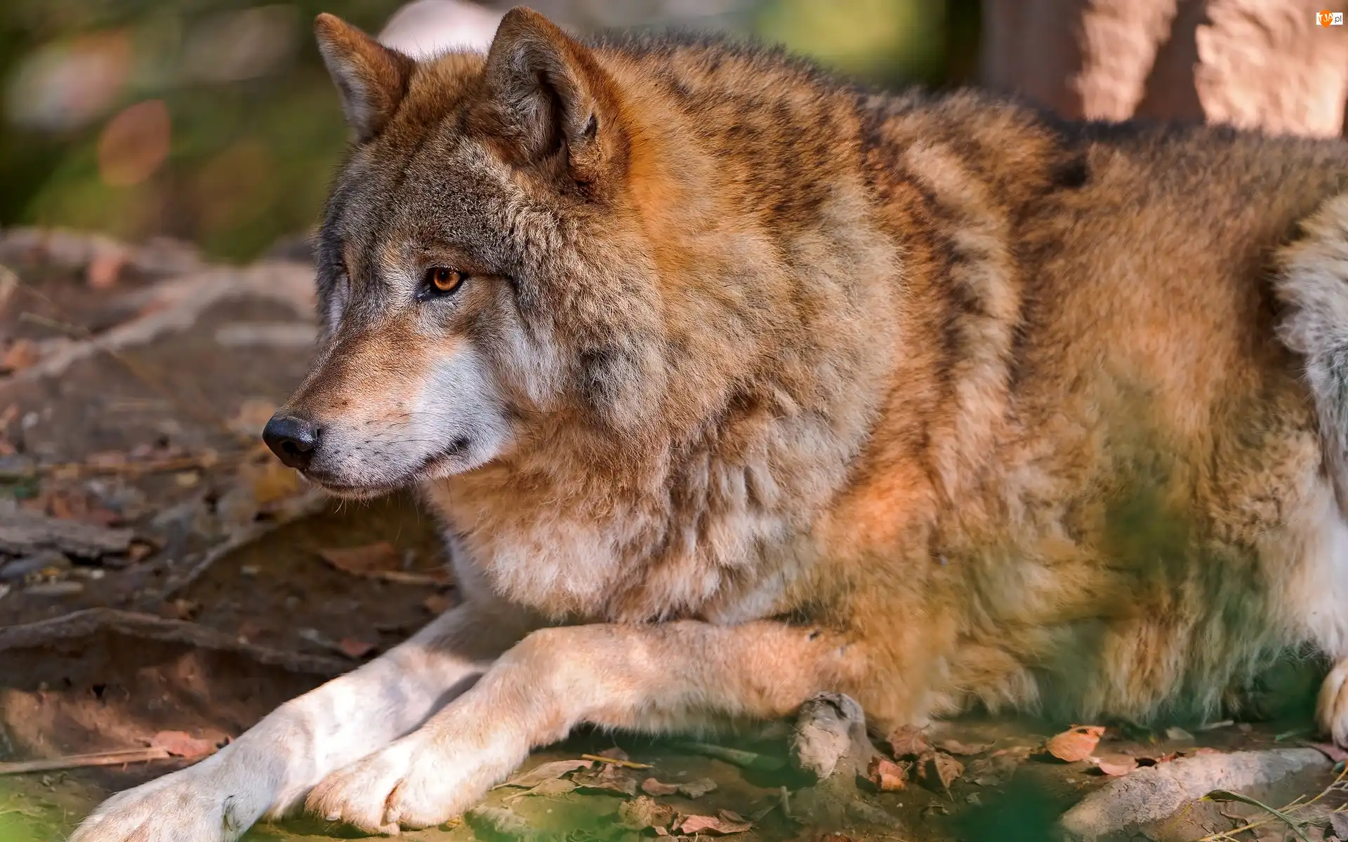 Łapy, Wilk