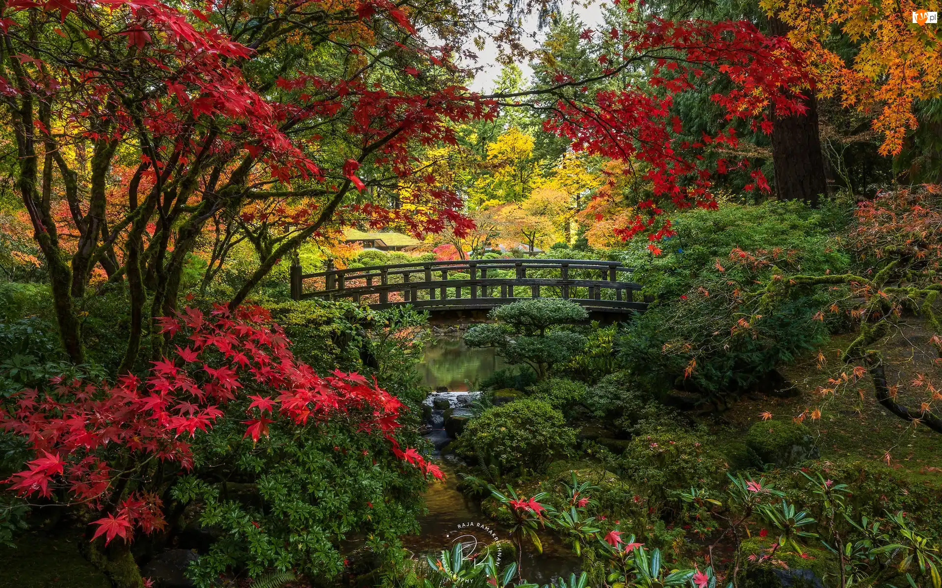 Stany Zjednoczone, Drzewa, Oregon, Portland Japanese Garden, Portland, Krzewy, Mostek, Ogród japoński, Jesień