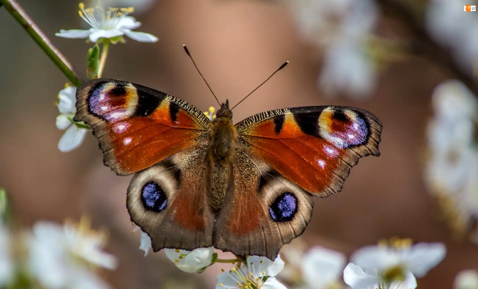 Owocowe, Motyl, Gałąź, Drzewo