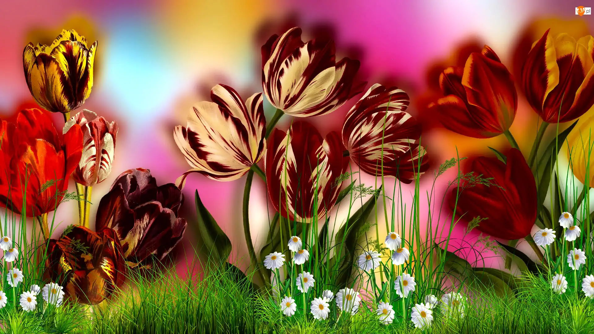 2D, Kwiaty, Tulipany, Trawa