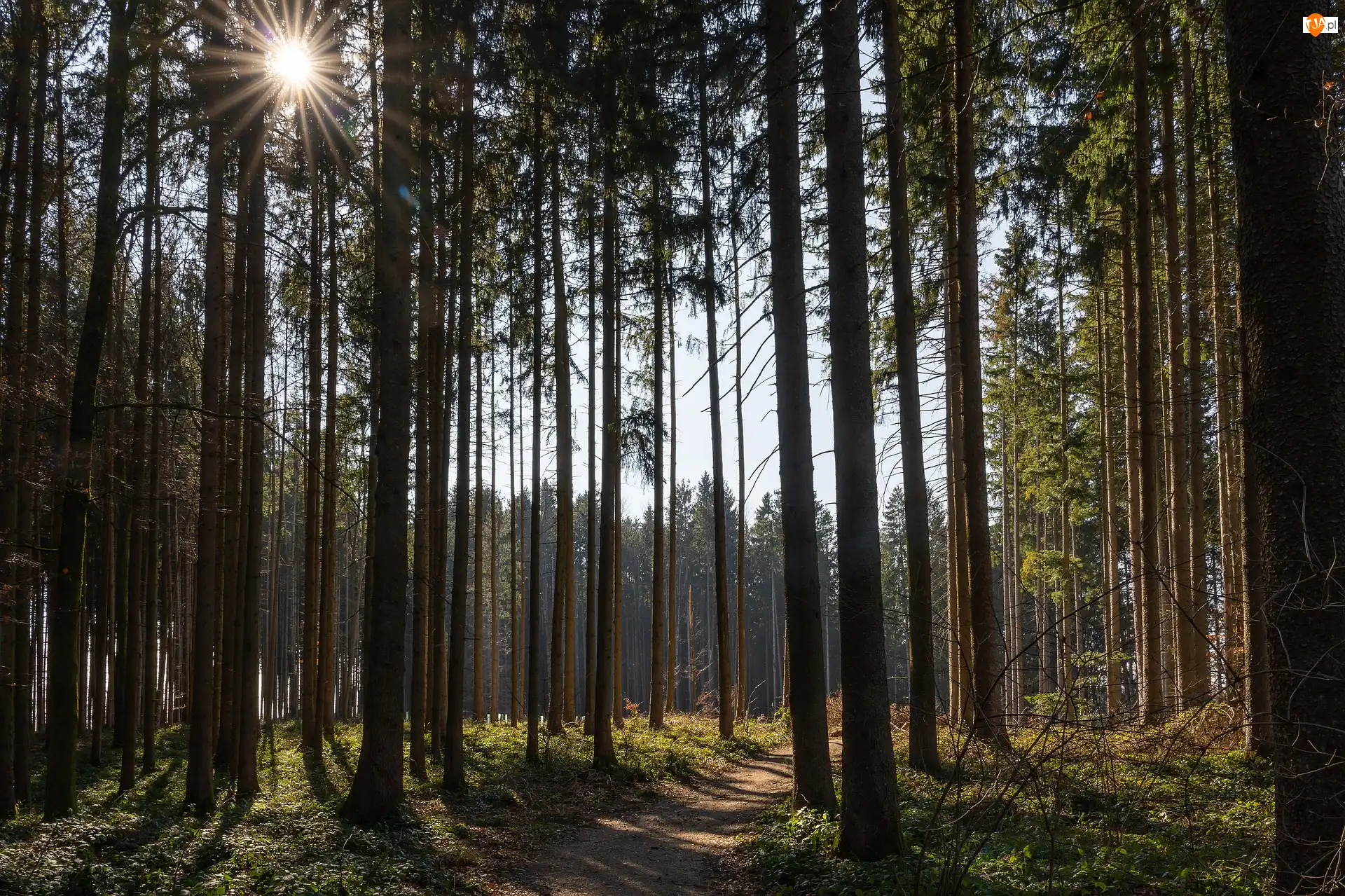 Drzewa, Ścieżka, Wysokie, Las, Promienie słońca