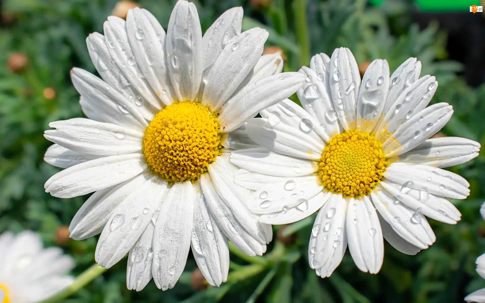 Margerytki, Wody, Białe, Kwiaty, Krople