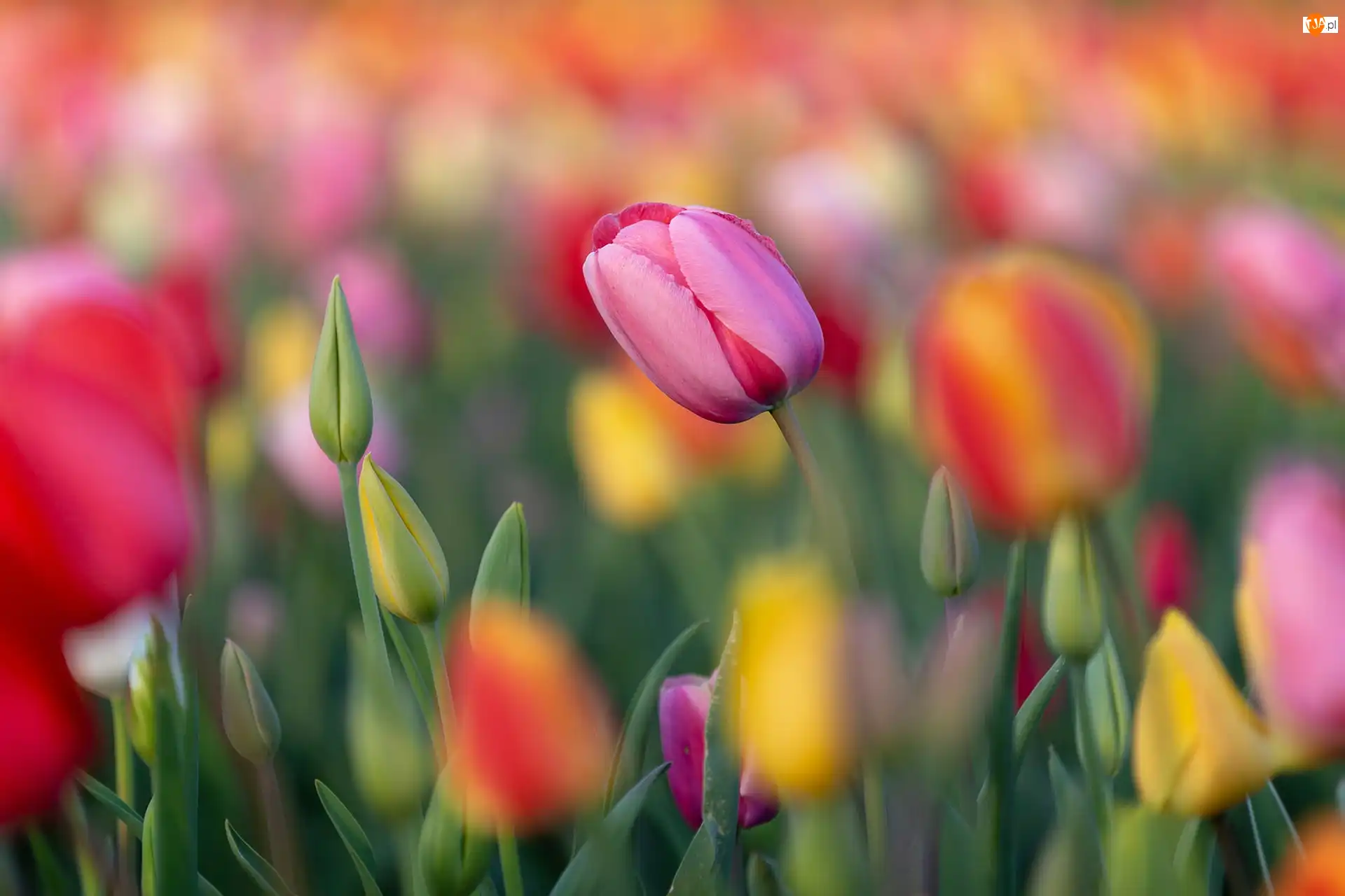 Kolorowe, Kwiaty, Różowy, Pąki, Tulipany, Tulipan
