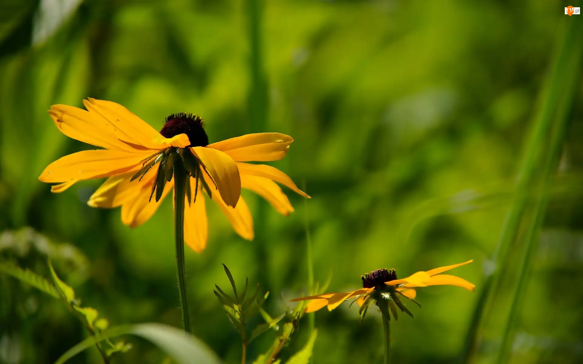 Rudbekia, Żółte, Kwiaty