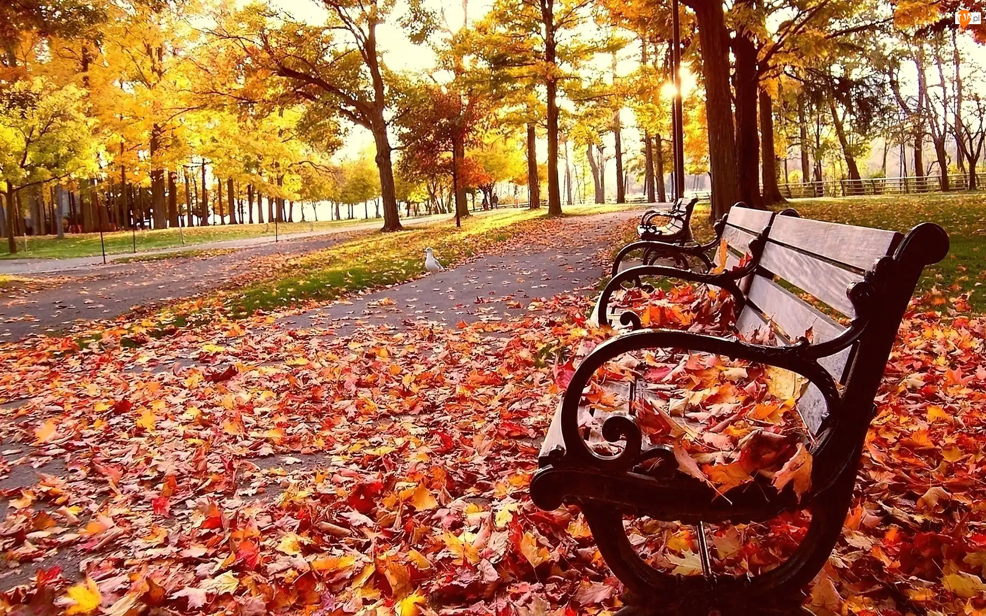 Ławeczka, Jesień, Liście, Park
