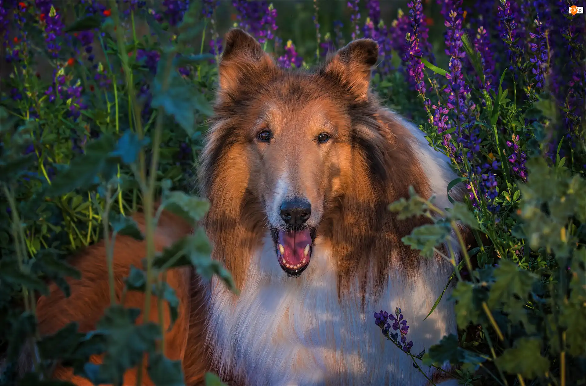 Kwiaty, Owczarek szkocki długowłosy, Collie, Pies