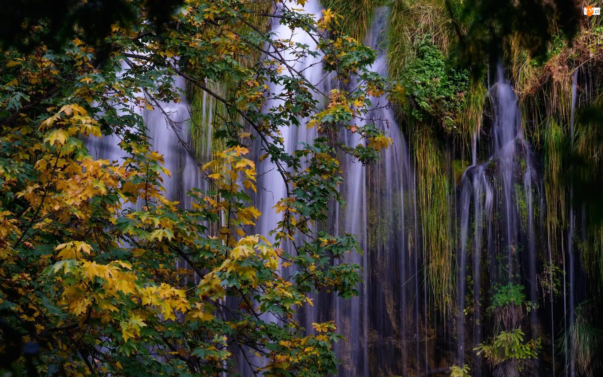 Drzewa, Jesień, Stany Zjednoczone, Wodospad Mossbrae Falls, Stan Kalifornia, Dunsumuir, Hrabstwo Siskiyou