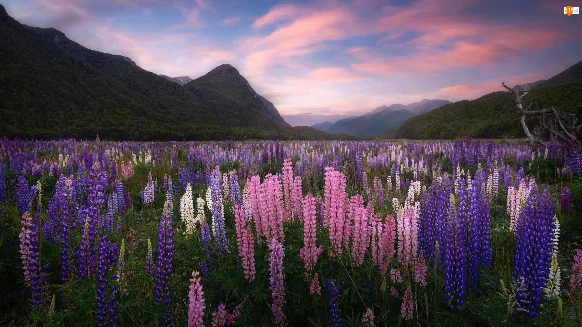 Region Fiordland, Góry, Łubin, Nowa Zelandia, Łąka, Eglinton Valley, Dolina
