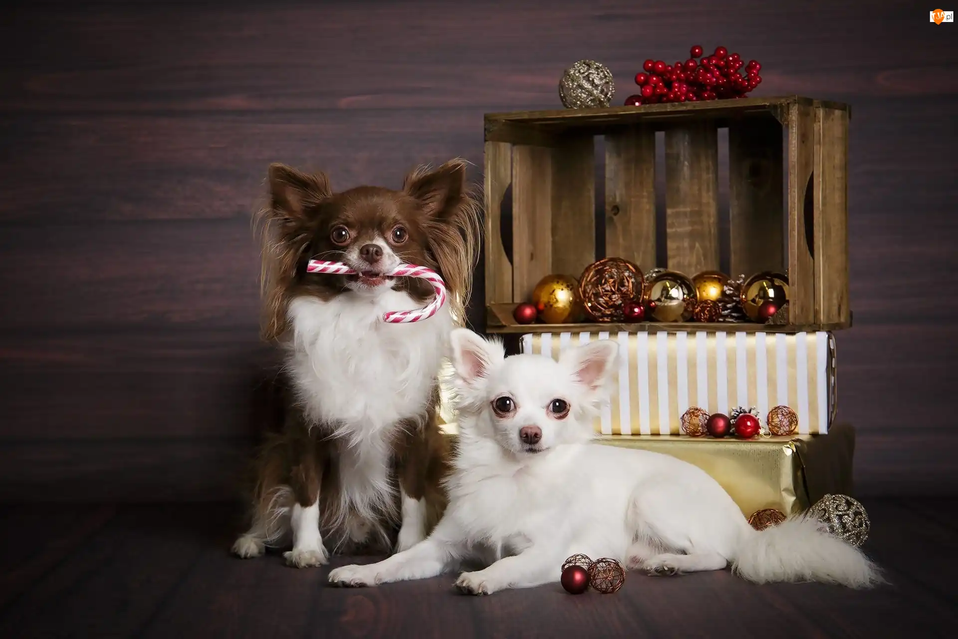 Chihuahua długowłosa, Świąteczne, Psy, Dwa, Bombki