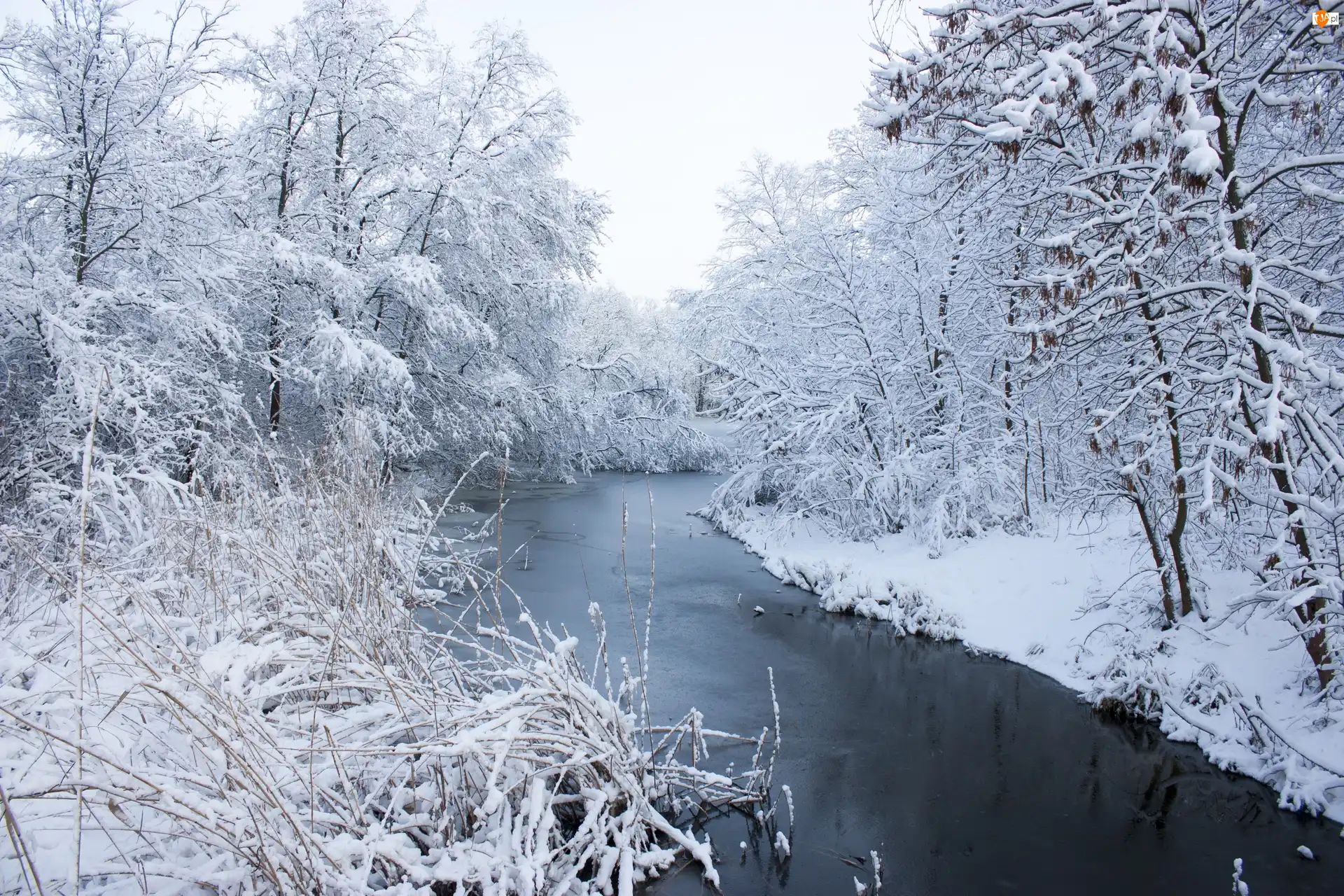 Śnieg, Zima, Brzeg, Las, Rzeka, Drzewa