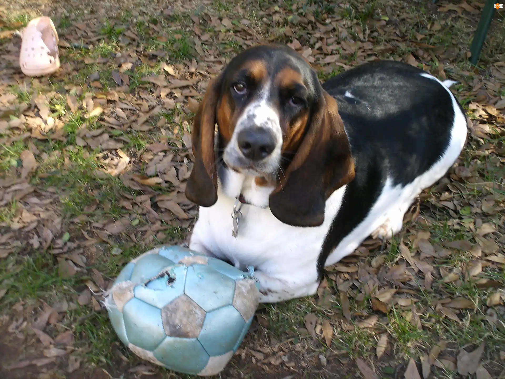 piłka, Basset Hound