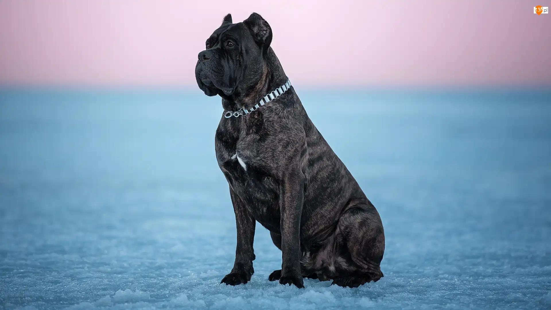 Lód, Pies, Cane corso