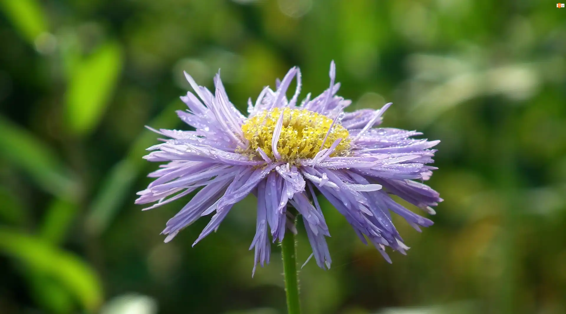 Aster, Przyroda, Kwiat