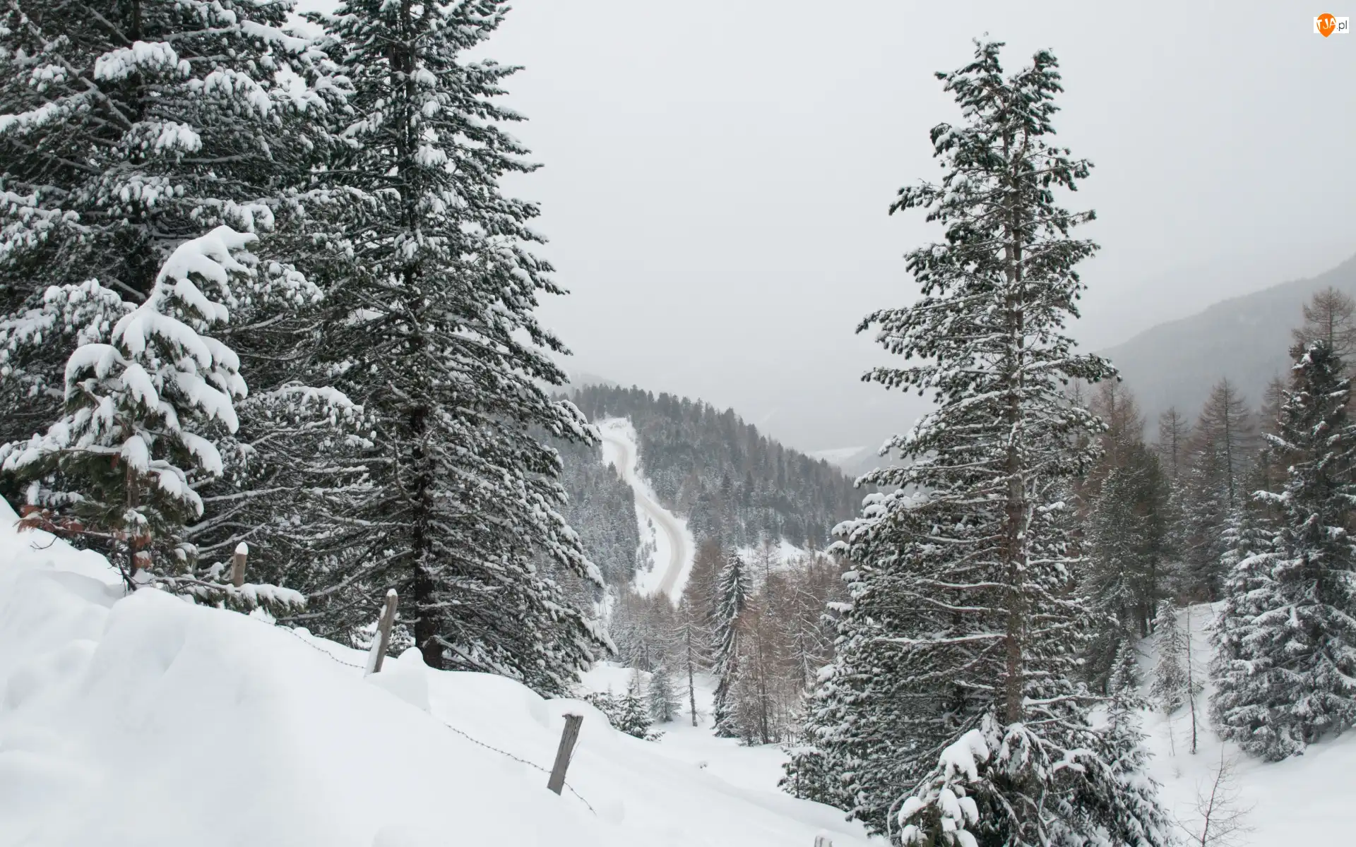 Śnieg, Góry, Mgła, Zima, Świerki, Drzewa, Las