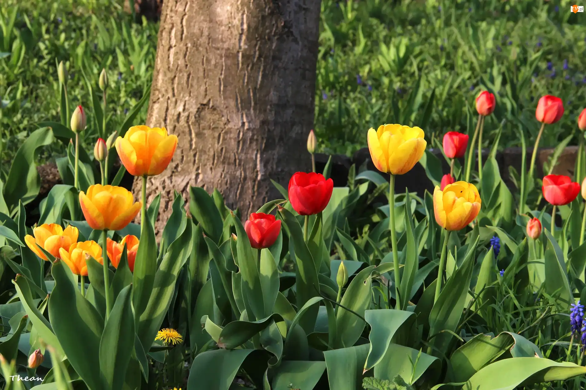 Tulipany, Żółte, Czerwone