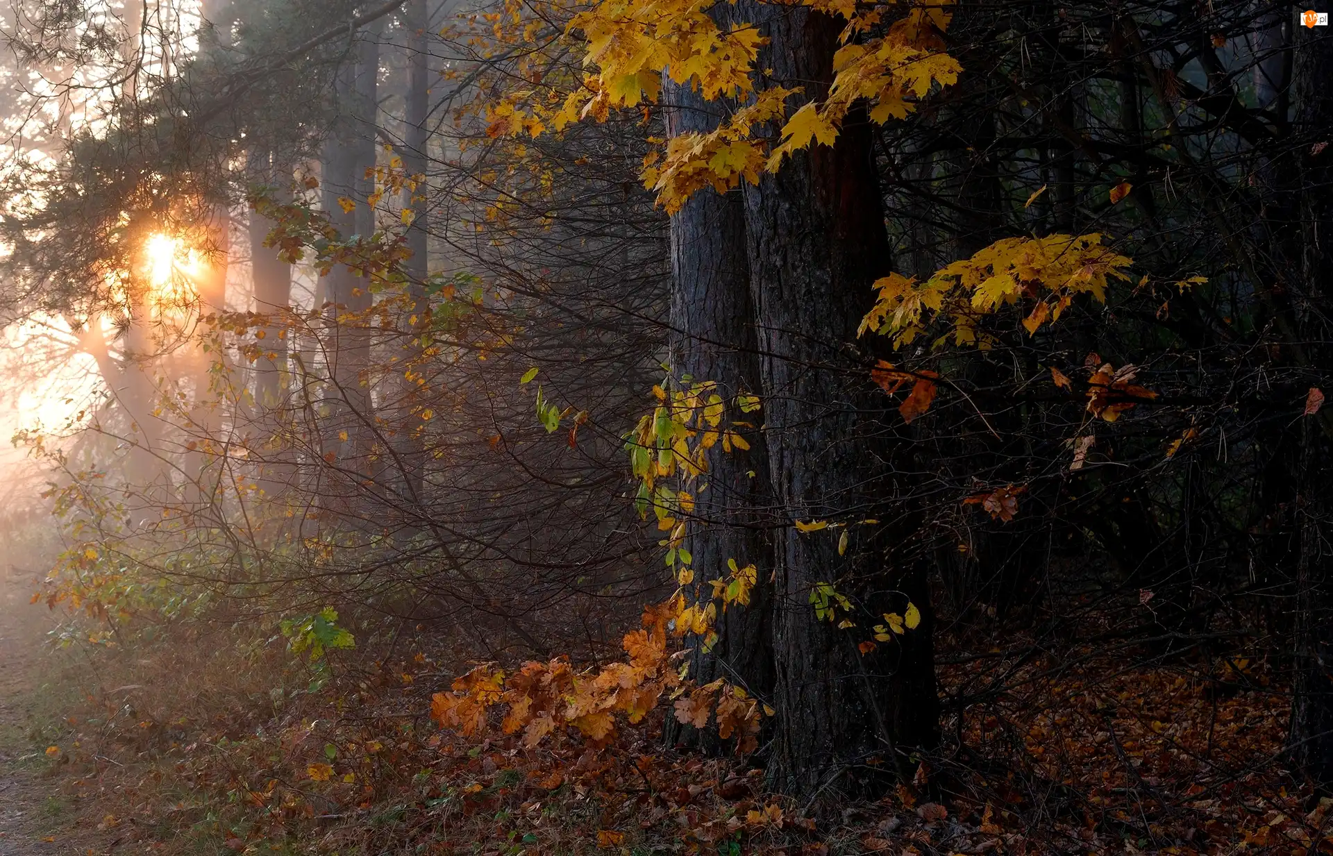 Las, Jesień, Liście, Słoneczne, Drzewa, Przebijające światło