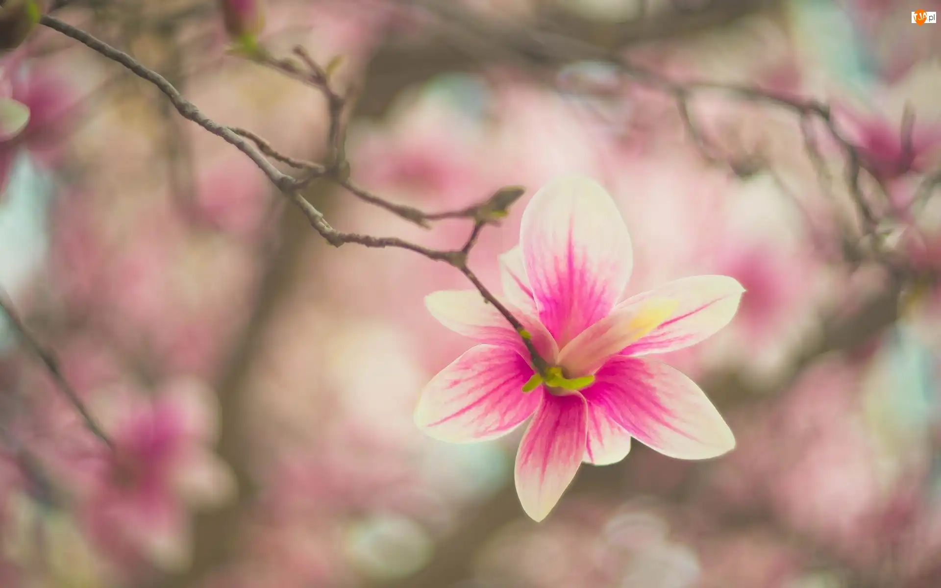 Magnolia, Gałąź, Bladoróżowy, Kwiat
