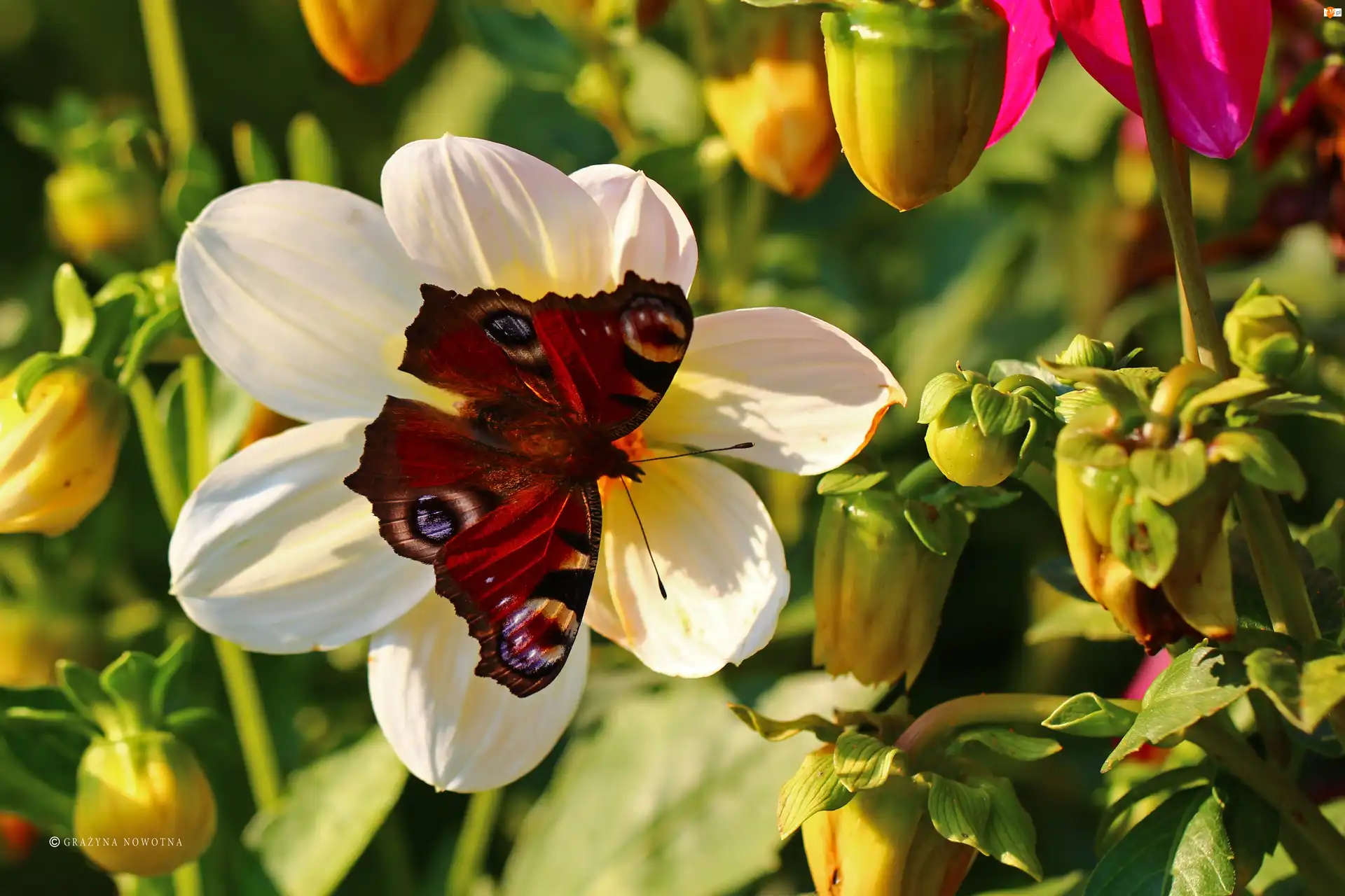 Owad, Rusałka Pawik, Motyl, Czerwony