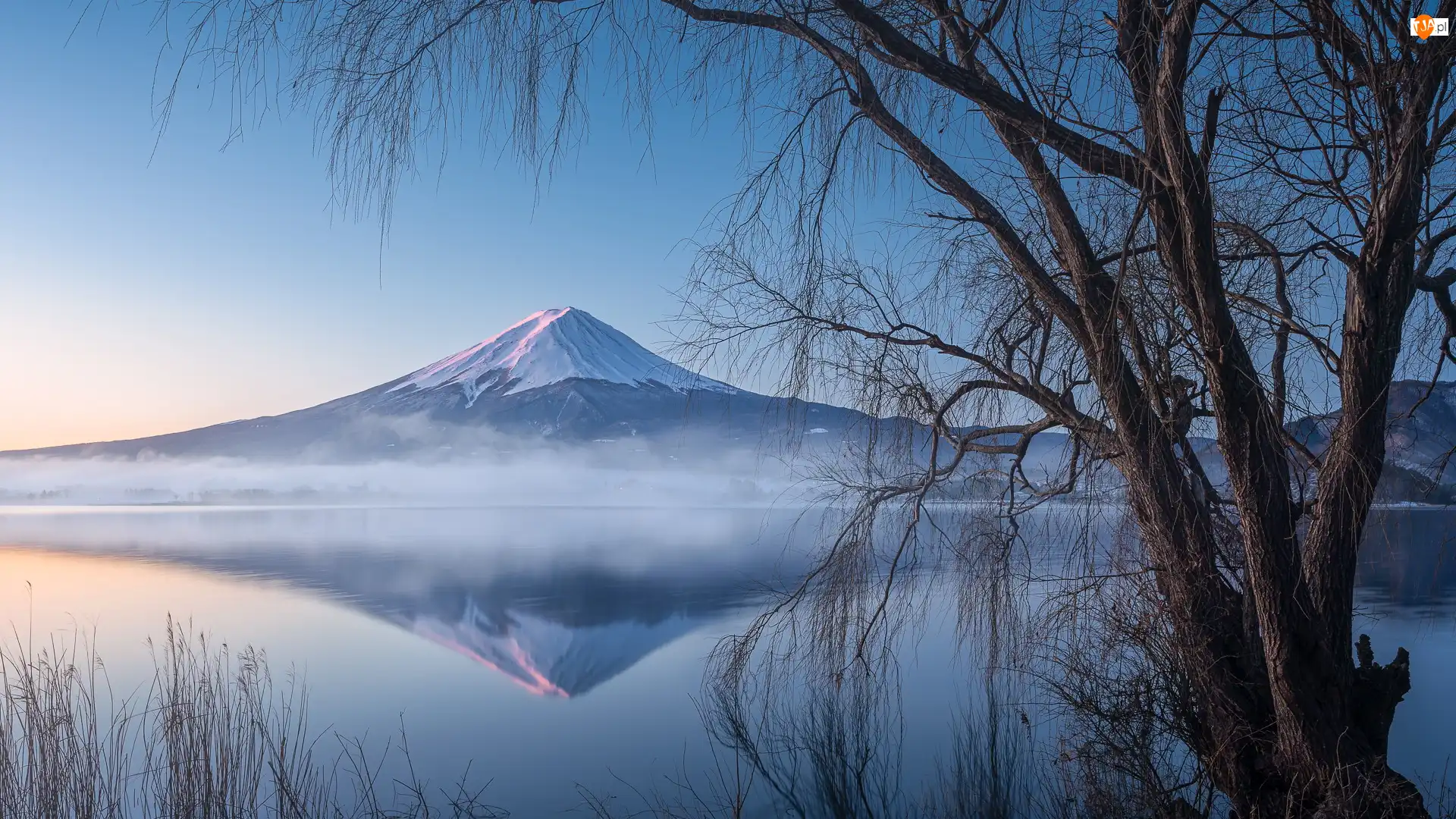 Lake Kawaguchi, Drzewa, Japonia, Jezioro, Mount Fuji, Góra, Stratowulkan Fudżi
