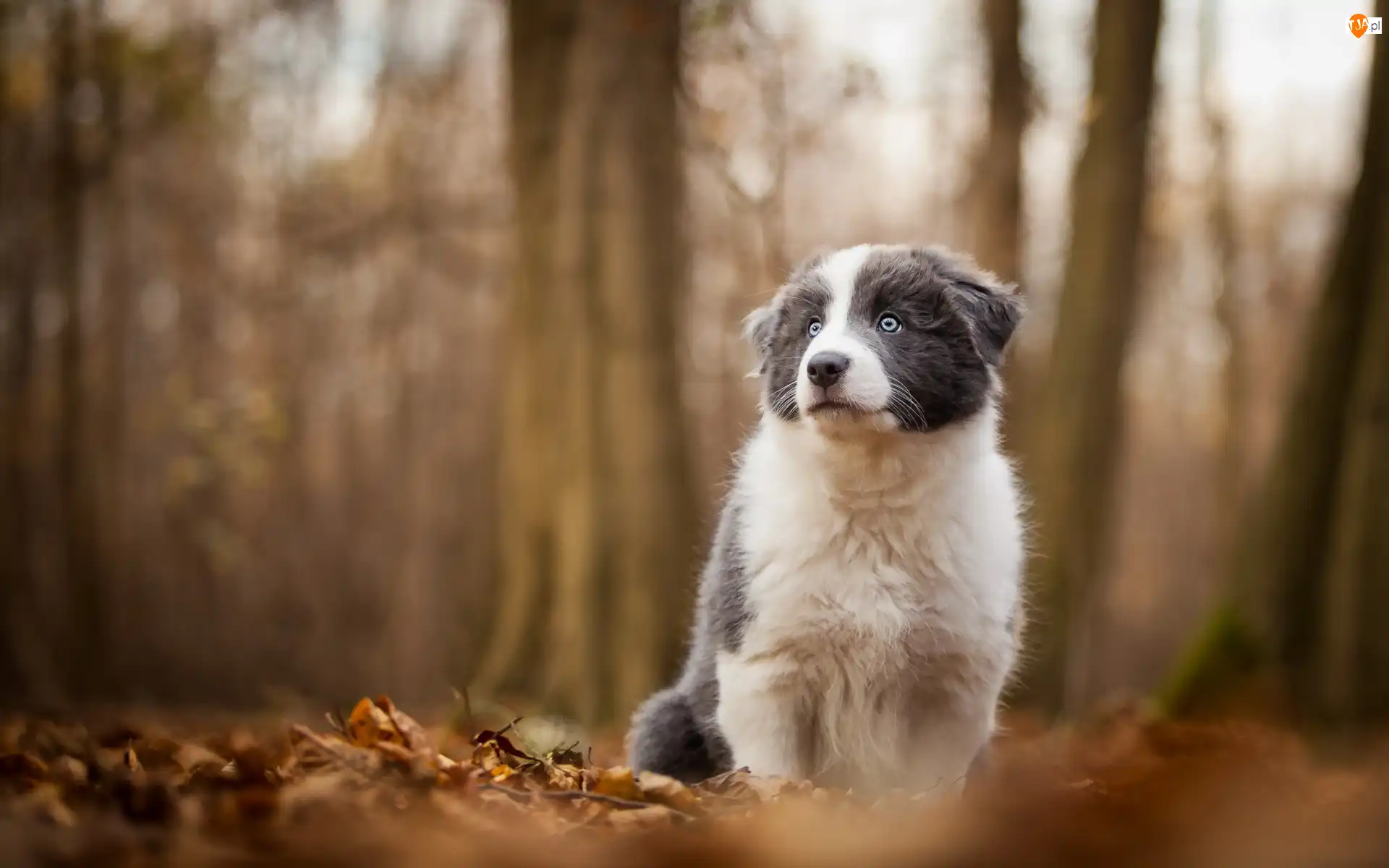 Szczeniak, Border, Tło, Pies, Rozmyte, Las, Collie