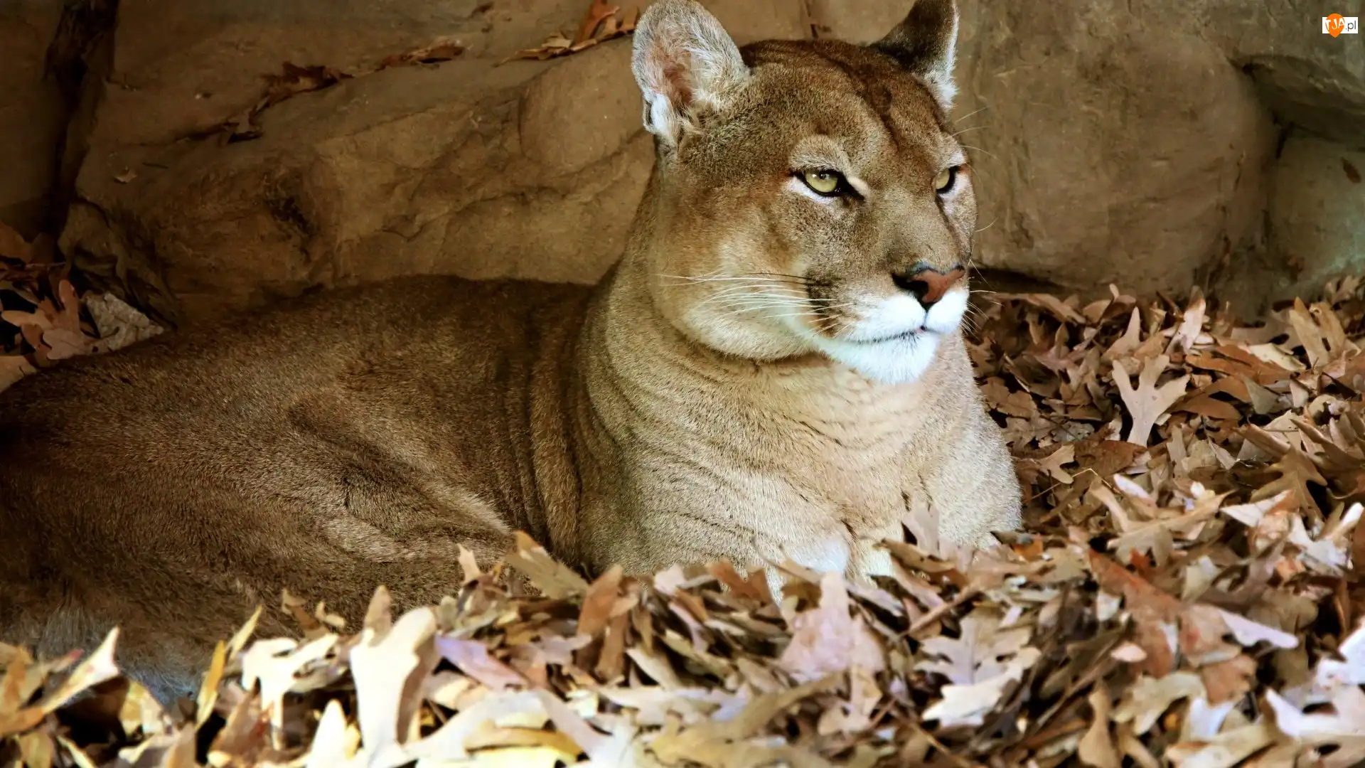 Liście, Puma
