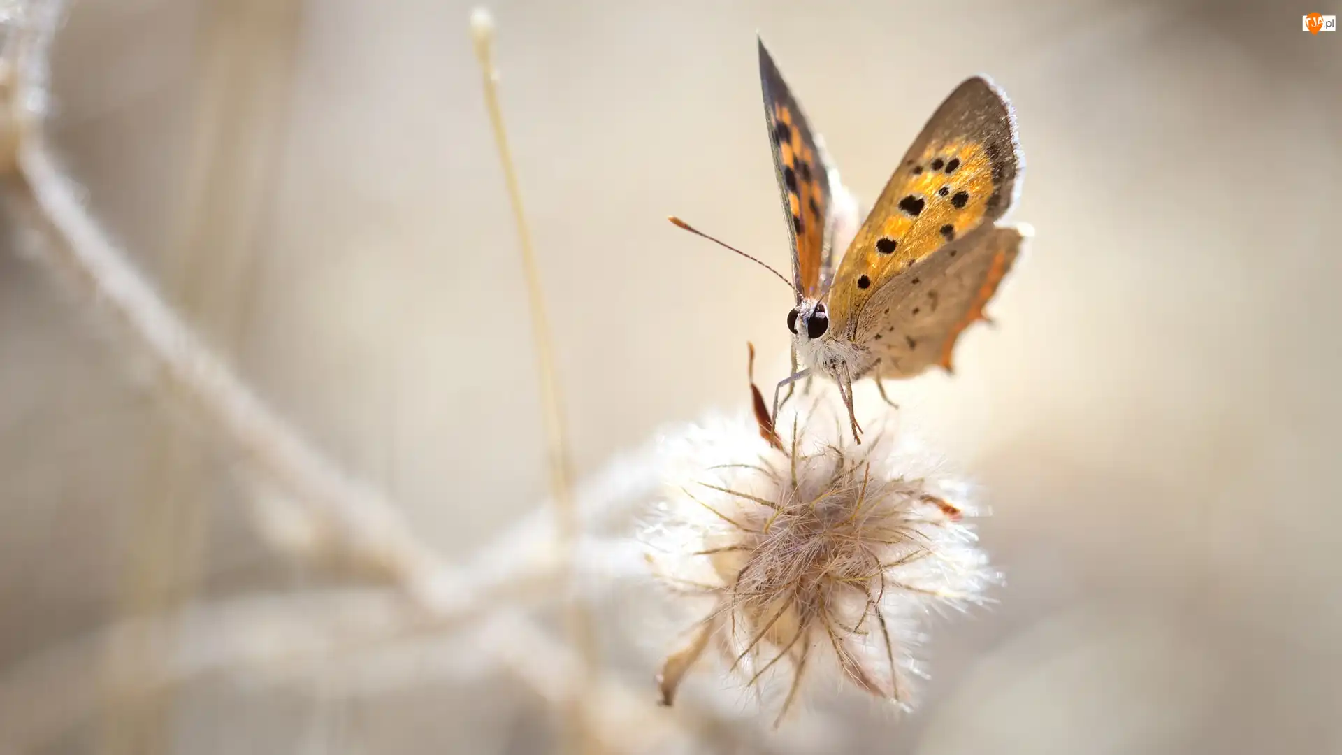 Roślina, Makro, Motyl, Czerwończyk żarek