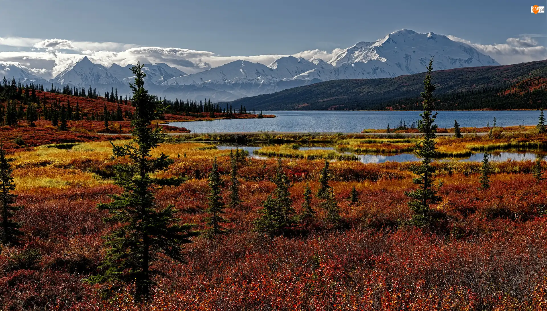 Roślinność, Wonder Lake, Drzewa, Jezioro, Alaska, Stany Zjednoczone, Góry, Park Narodowy Denali, Kordyliery, Jesień
