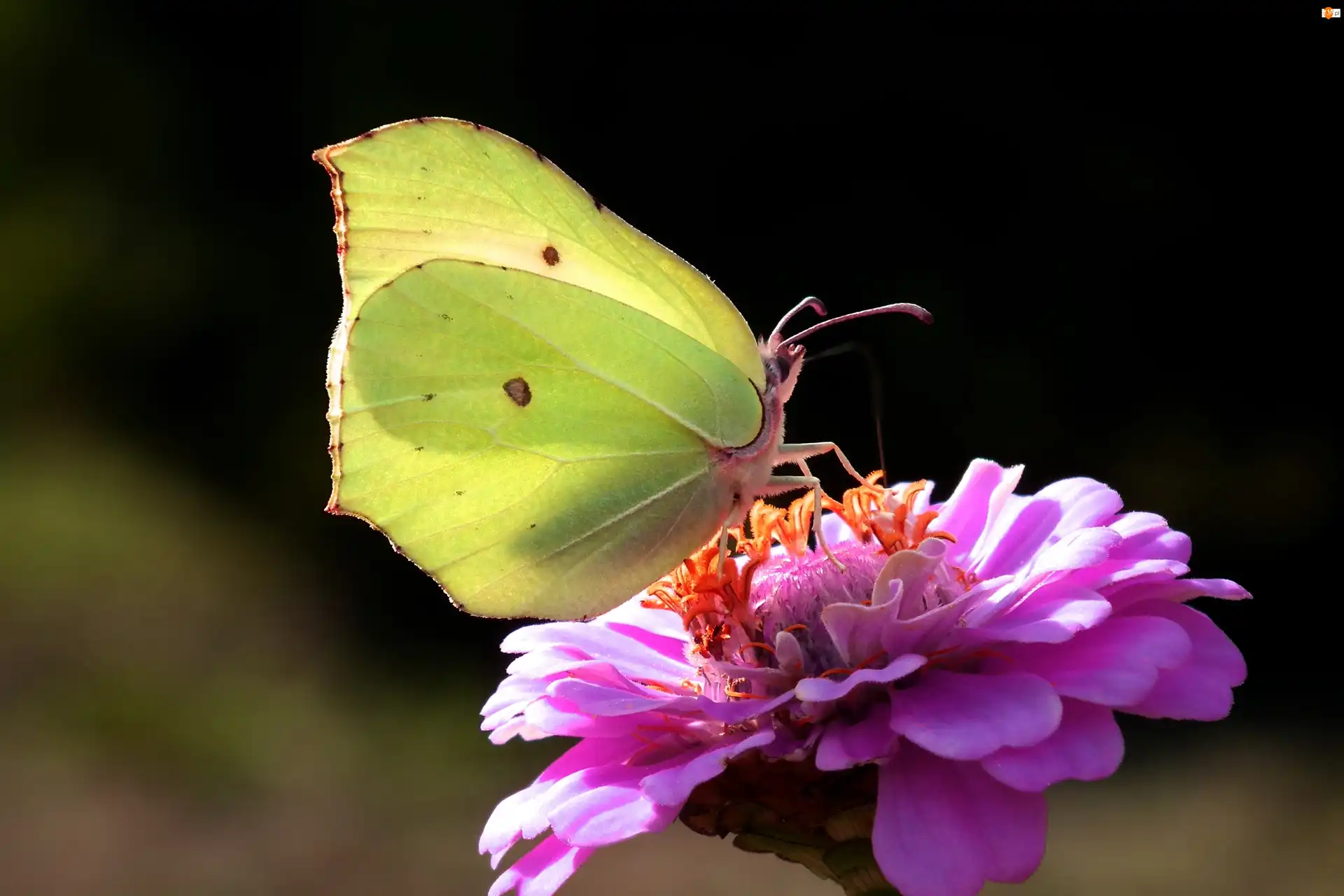 Cynia, Motyl, Cytrynek, Kwiat