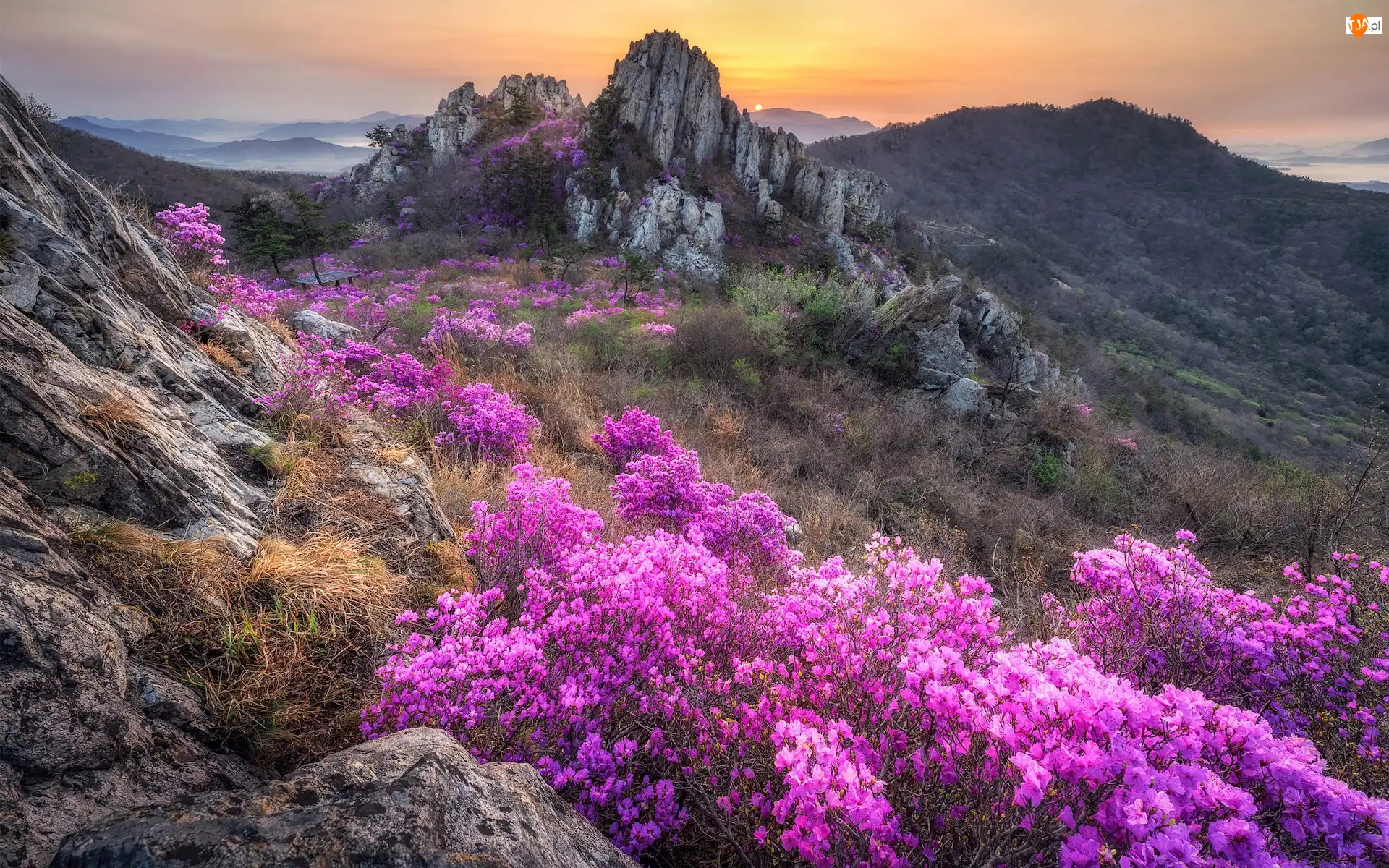 Skały, Rododendron, Góry, Wschód słońca, Kwiaty