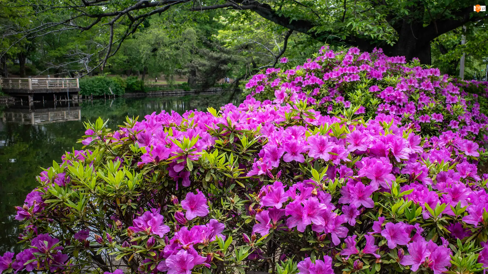 Krzew, Kwitnący, Różanecznik, Kwiaty, Rododendron, Różowe