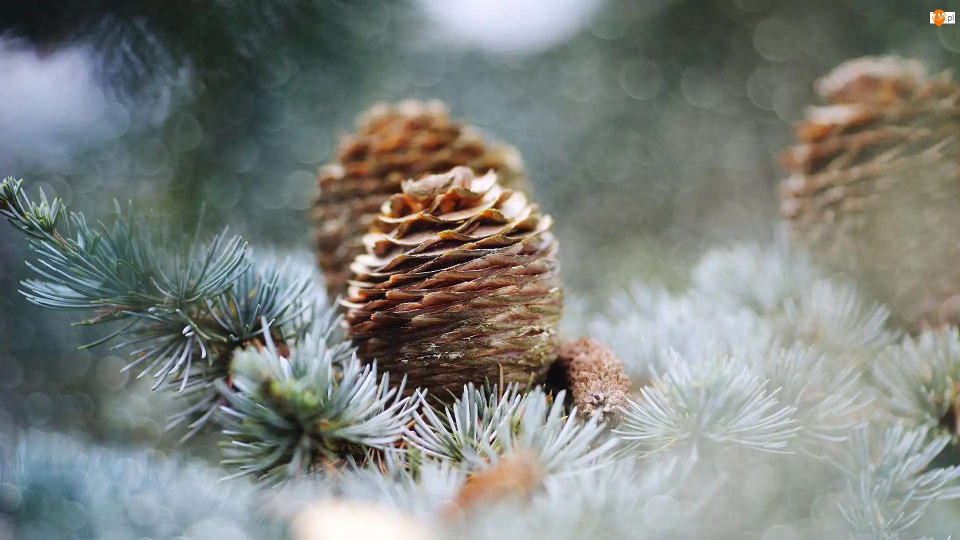 Bokeh, Sosna, Gałązki, Szyszki