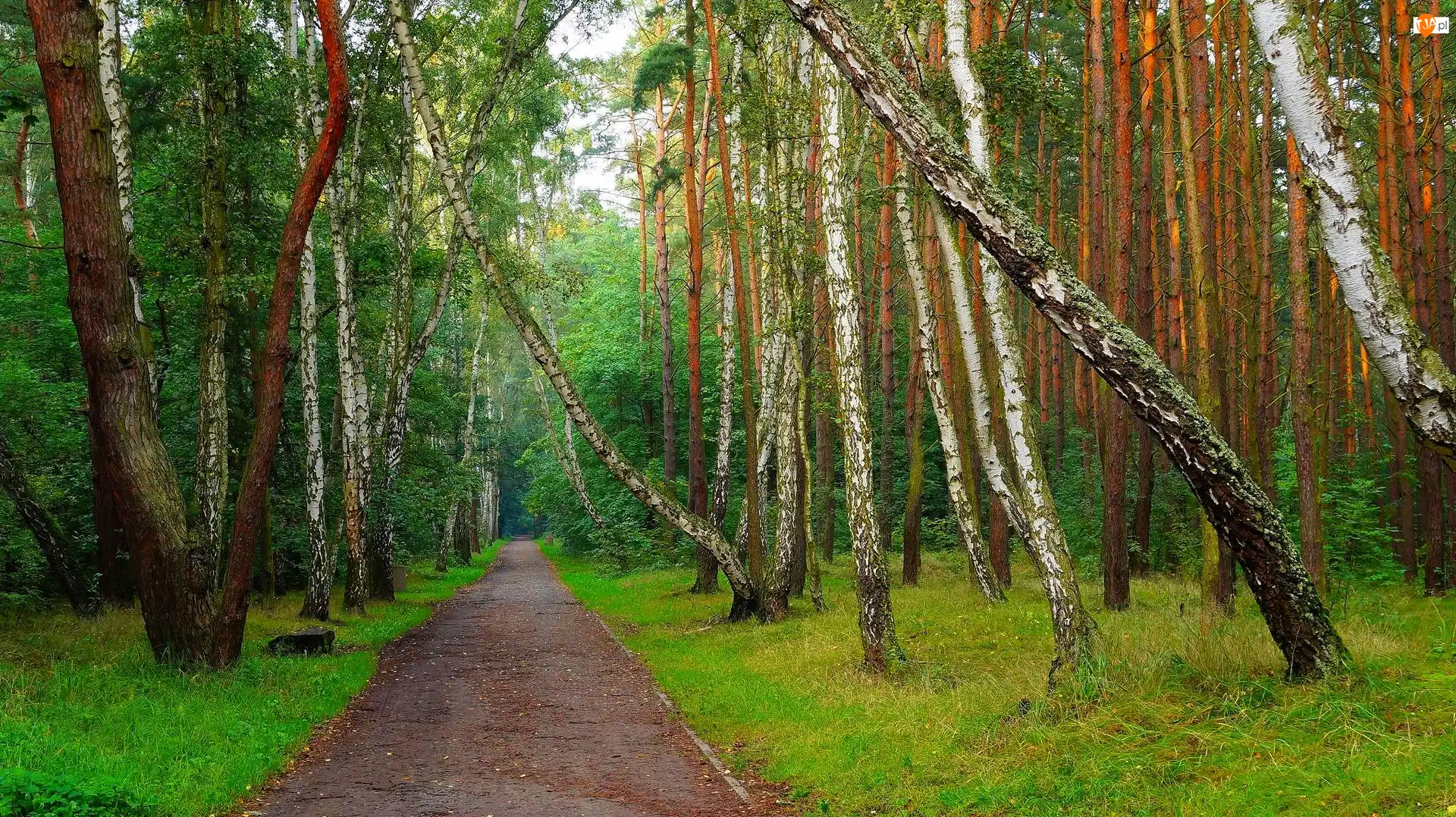 Drzewa, Zieleń, Las, Dróżka, Brzozy