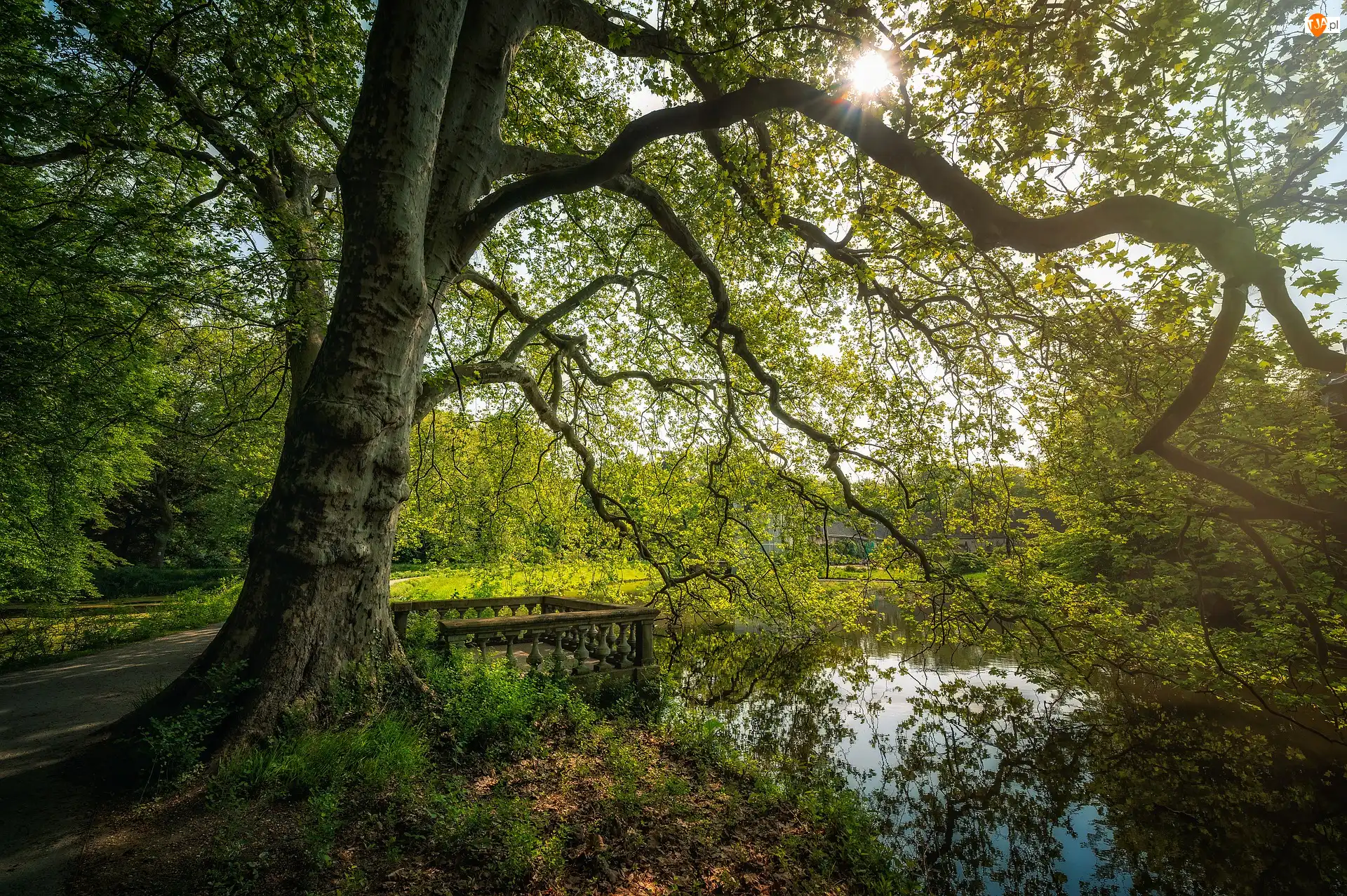 Drzewa, Drzewo, Staw, Park, Rozłożyste