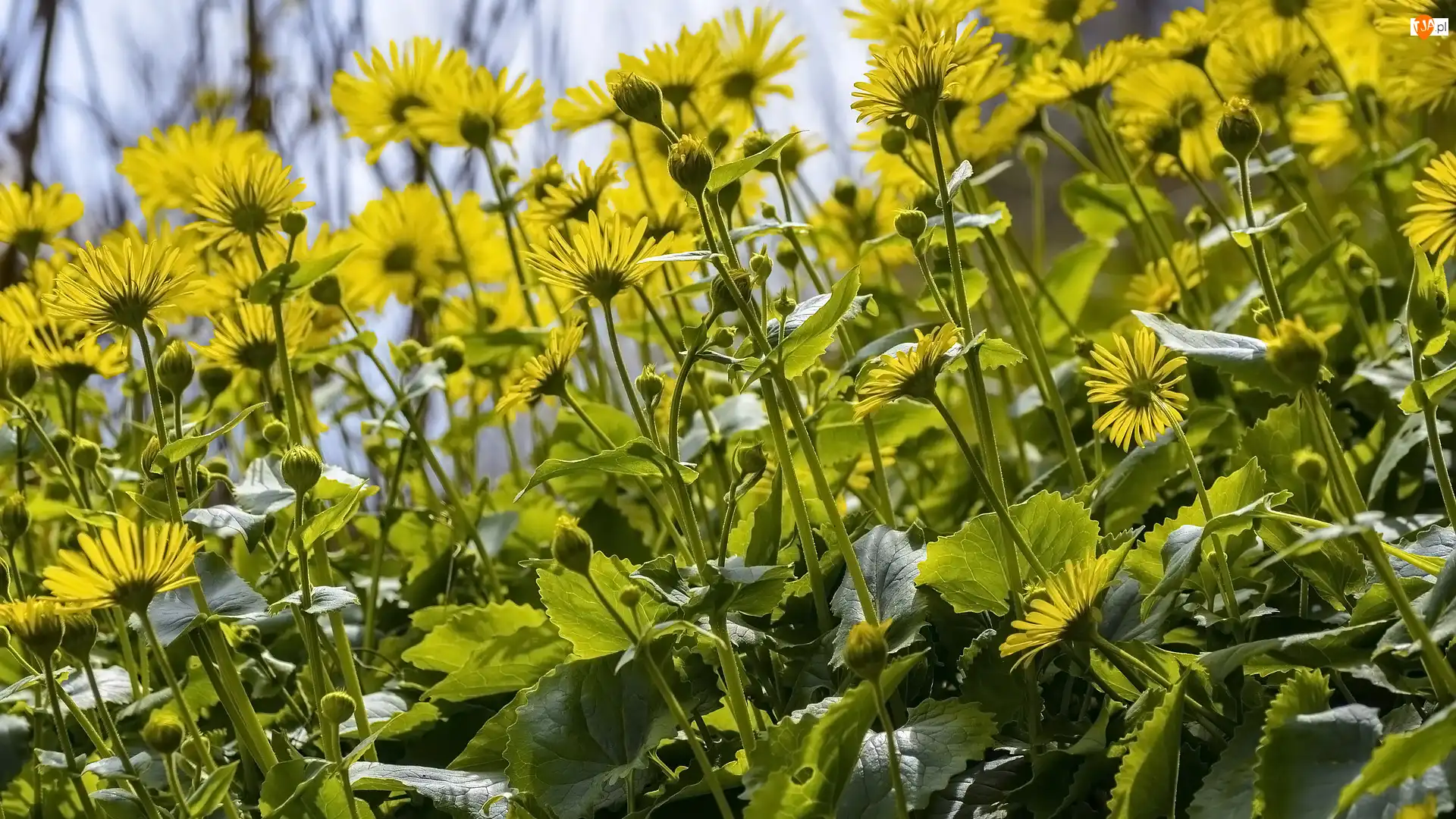 Pąki, Kwiaty, Liście