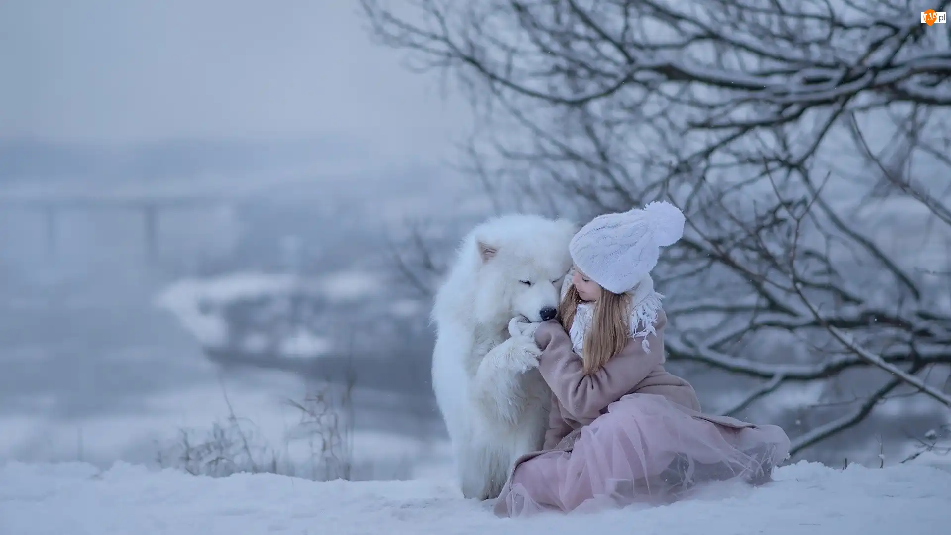 Czapka, Dziewczynka, Śnieg, Samojed, Zima, Pies