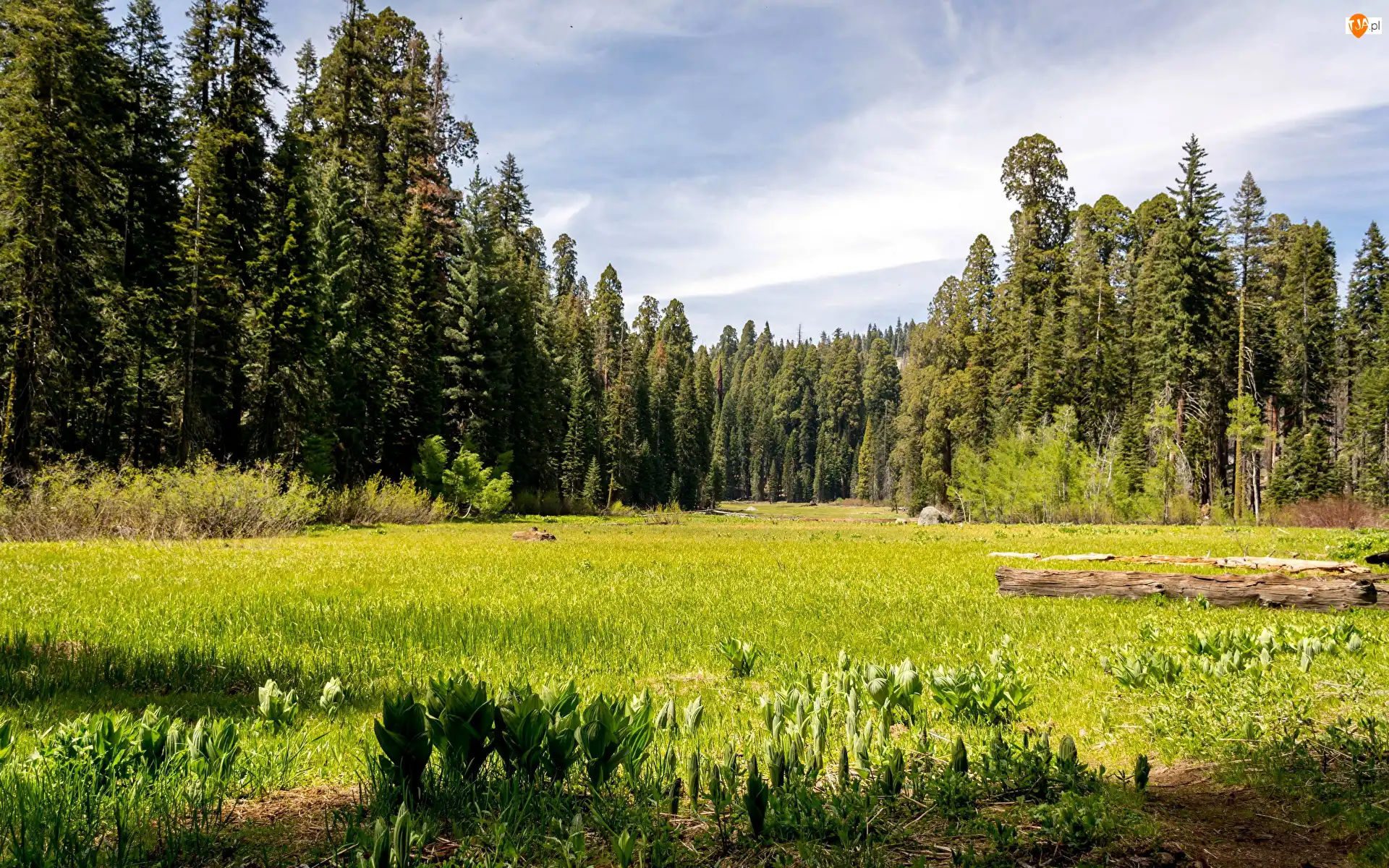 Park Narodowy Sekwoi, Stany Zjednoczone, Polana, Drzewa, Kalifornia