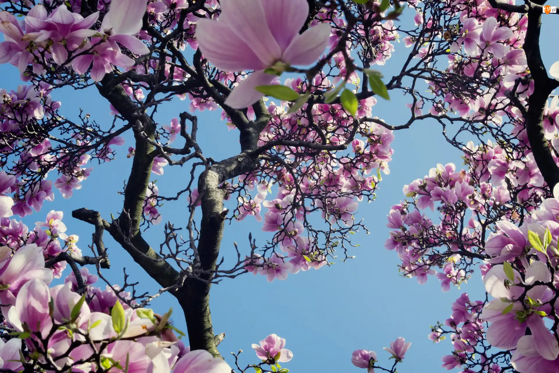 Wiosna, Magnolia, Kwiaty