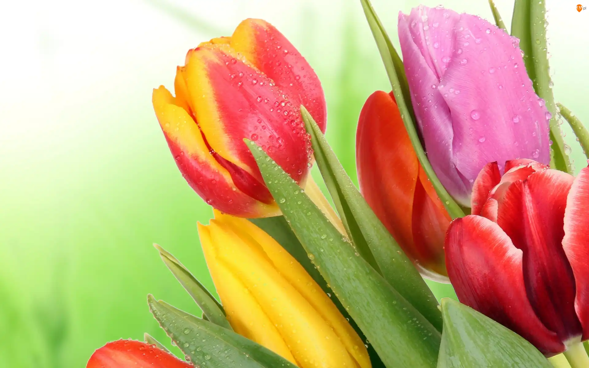 Krople, Kolorowe, Mokre, Tulipany