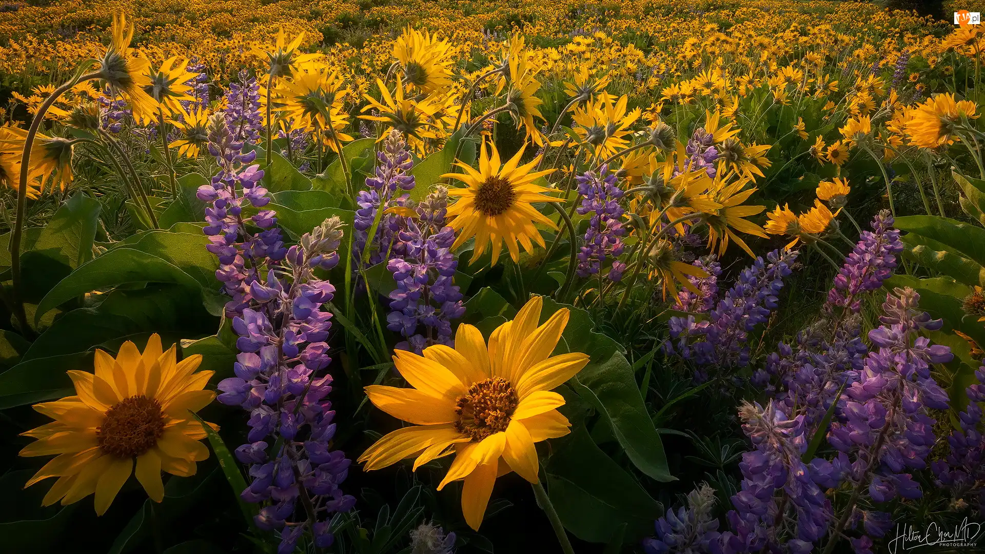 Balsamorhiza, Łąka, Kwiaty, Żółte, Łubin