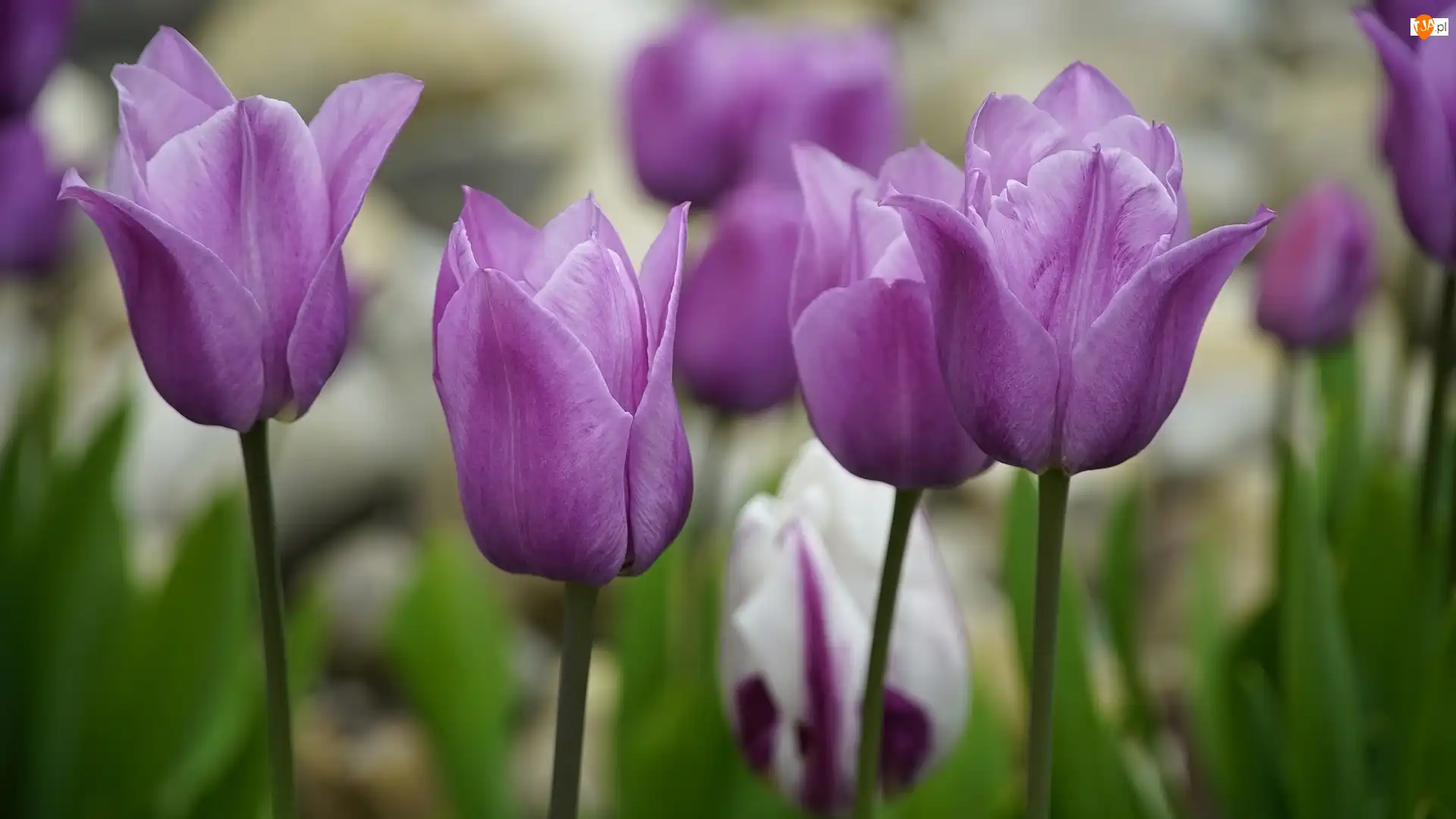 Zbliżenie, Kwiaty, Tulipany, Fioletowe