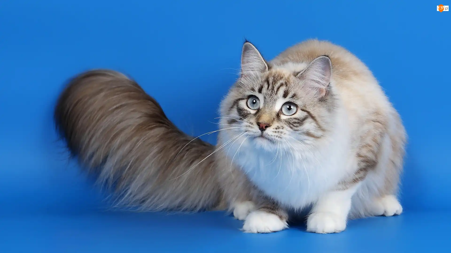 Tło, Puszysty, Kot, Niebieskie