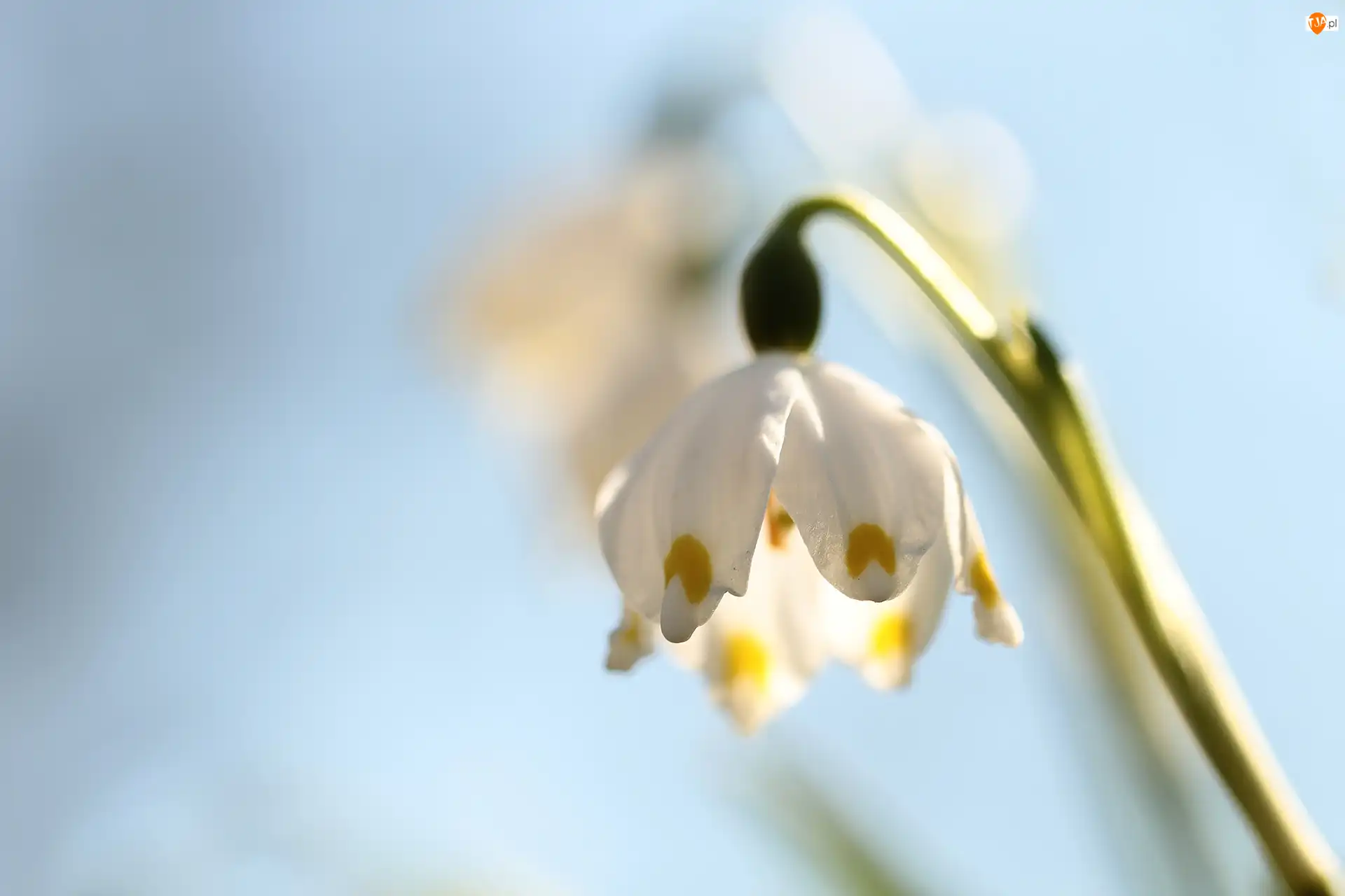 Śnieżyca wiosenna, Pochylona
